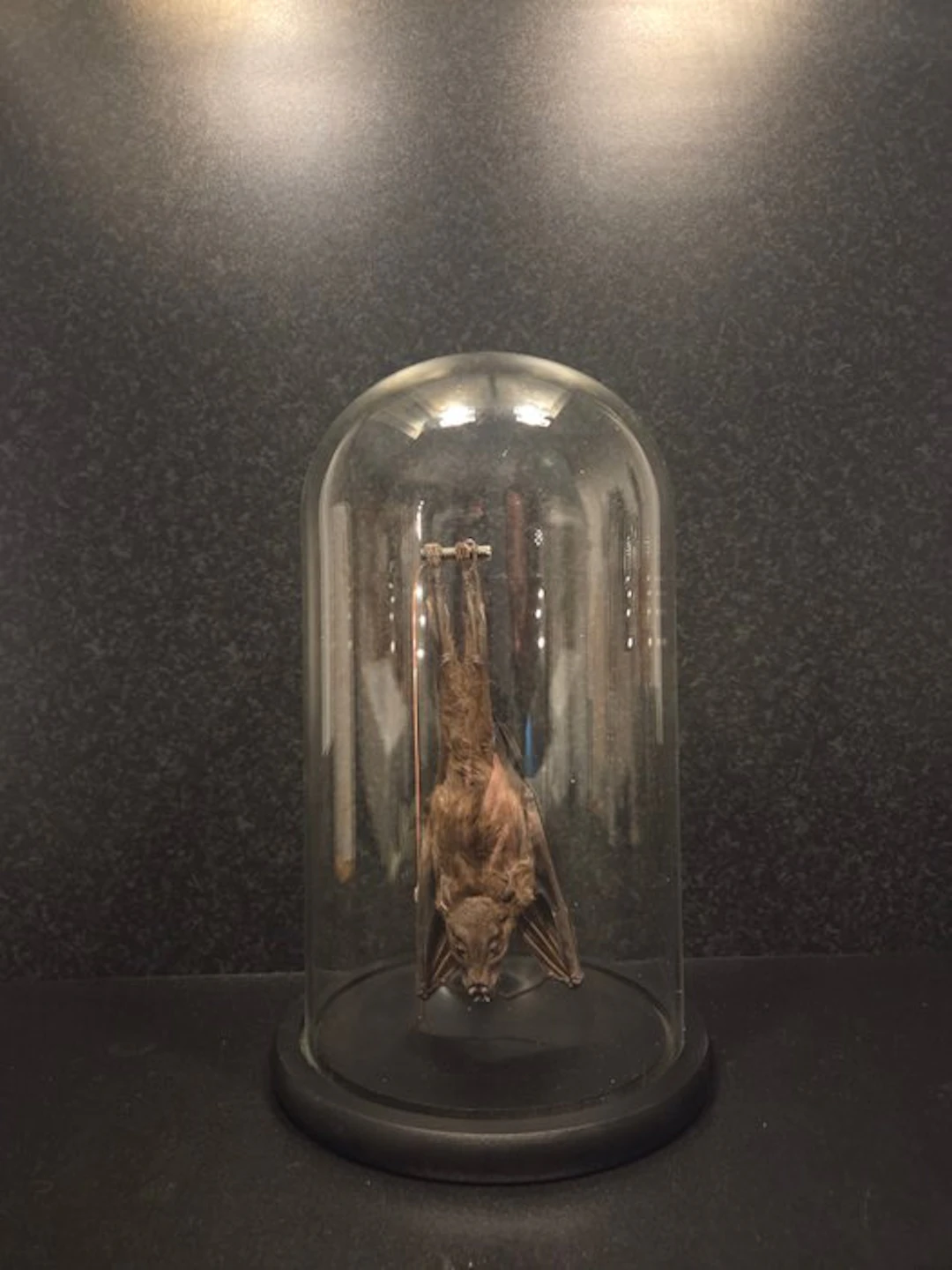 Bat Taxidermy full body mount - Chiroptera - 30 cm - 17...