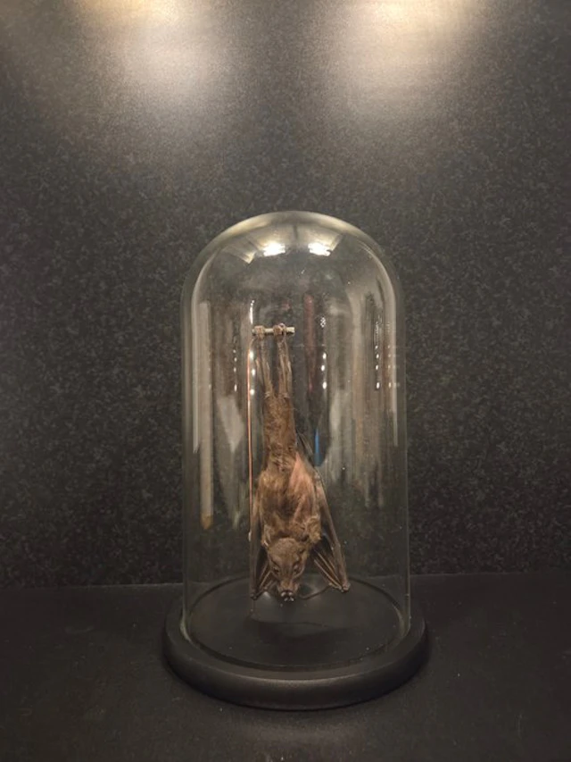 Bat Taxidermy full body mount - Chiroptera - 30 cm - 17...