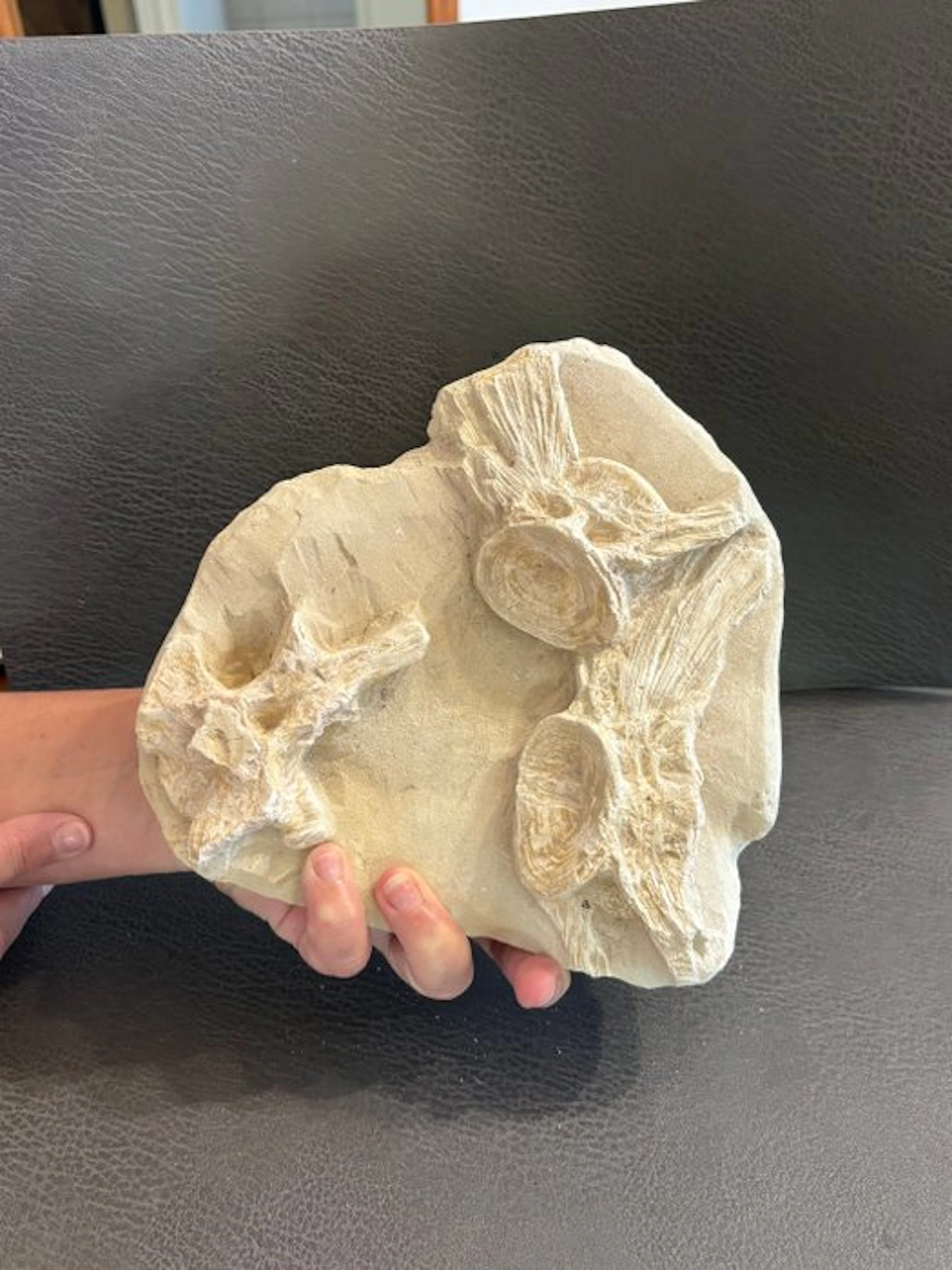 Mosasaur - Fossil vertebra bone - Mosasaurus sp. - 25 cm - 23 cm