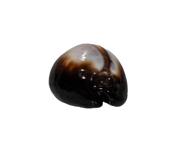 Historical collection rarity: Onyx cowrie (Erronea onyx) – 40 mm