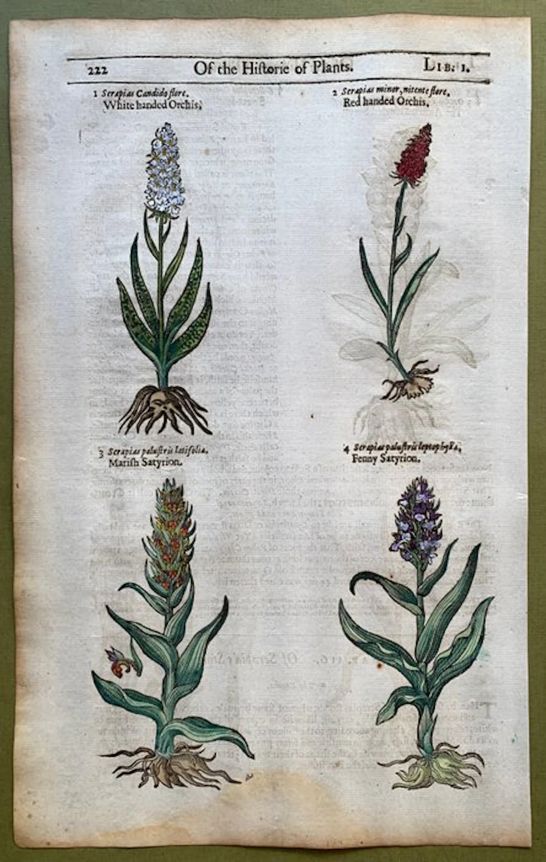 5 Orchidee - 1597