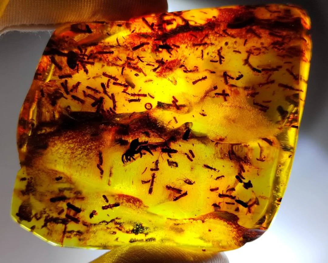 FOSSlL-AMAZING!! Dominican amber-Museum- 64.8 g