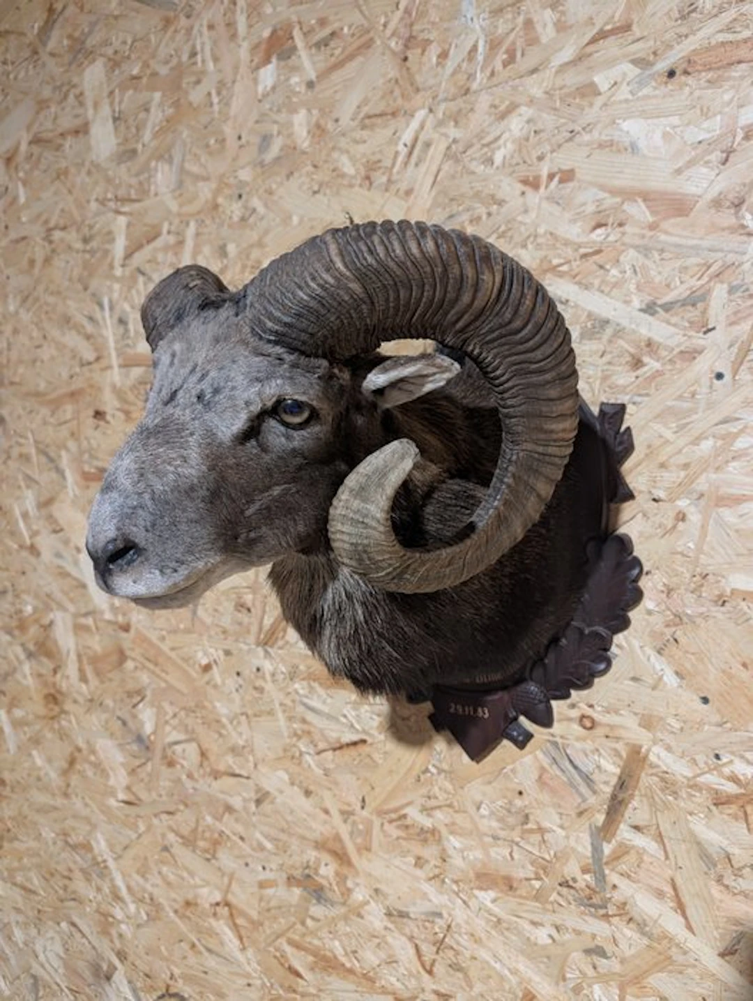 Mouflon Taxidermy head mount - Ovis aries musimon - 60 cm...