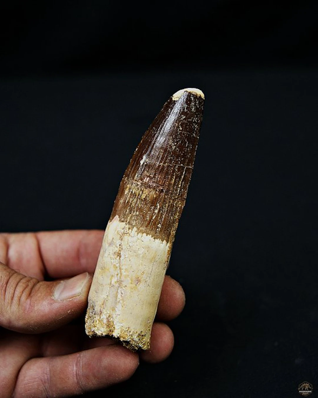 Spinosaur - Fossil tooth - Spinosaurus aegyptiacus
