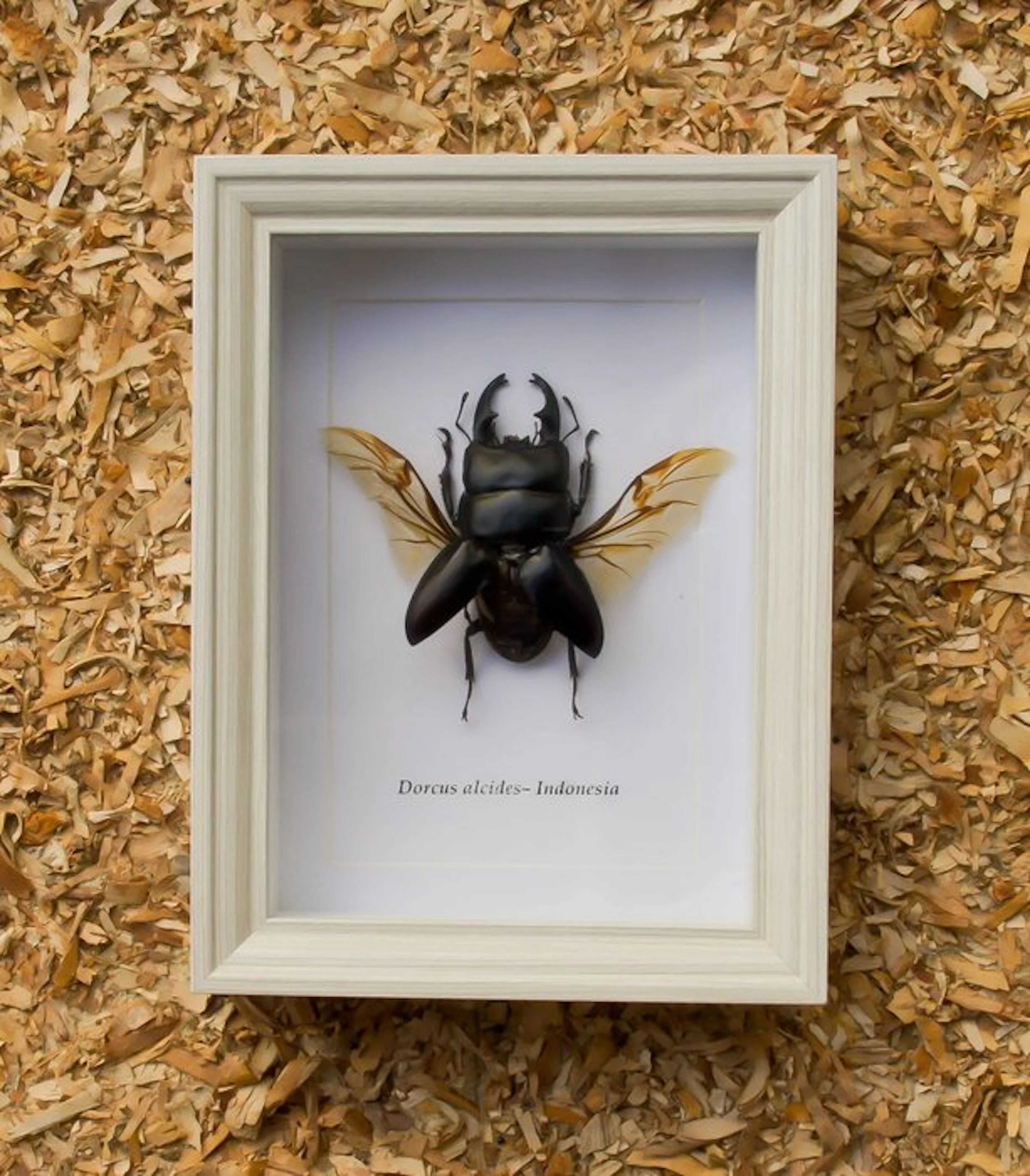 Hercules Beetle Taxidermy full body mount - Dorcus...