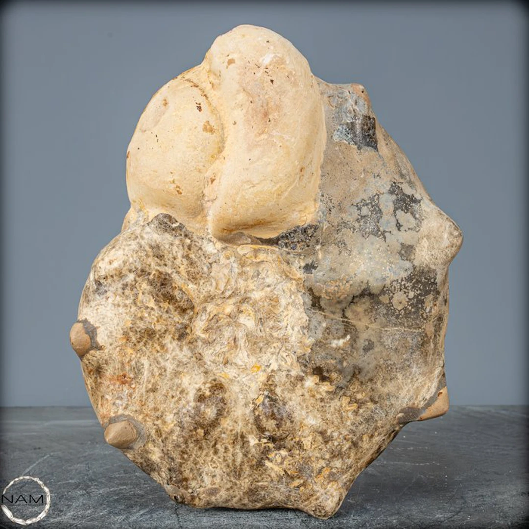 Rare fossil ammonite Mammites nodosoides with dendrites from Morocco- 3991.14 g