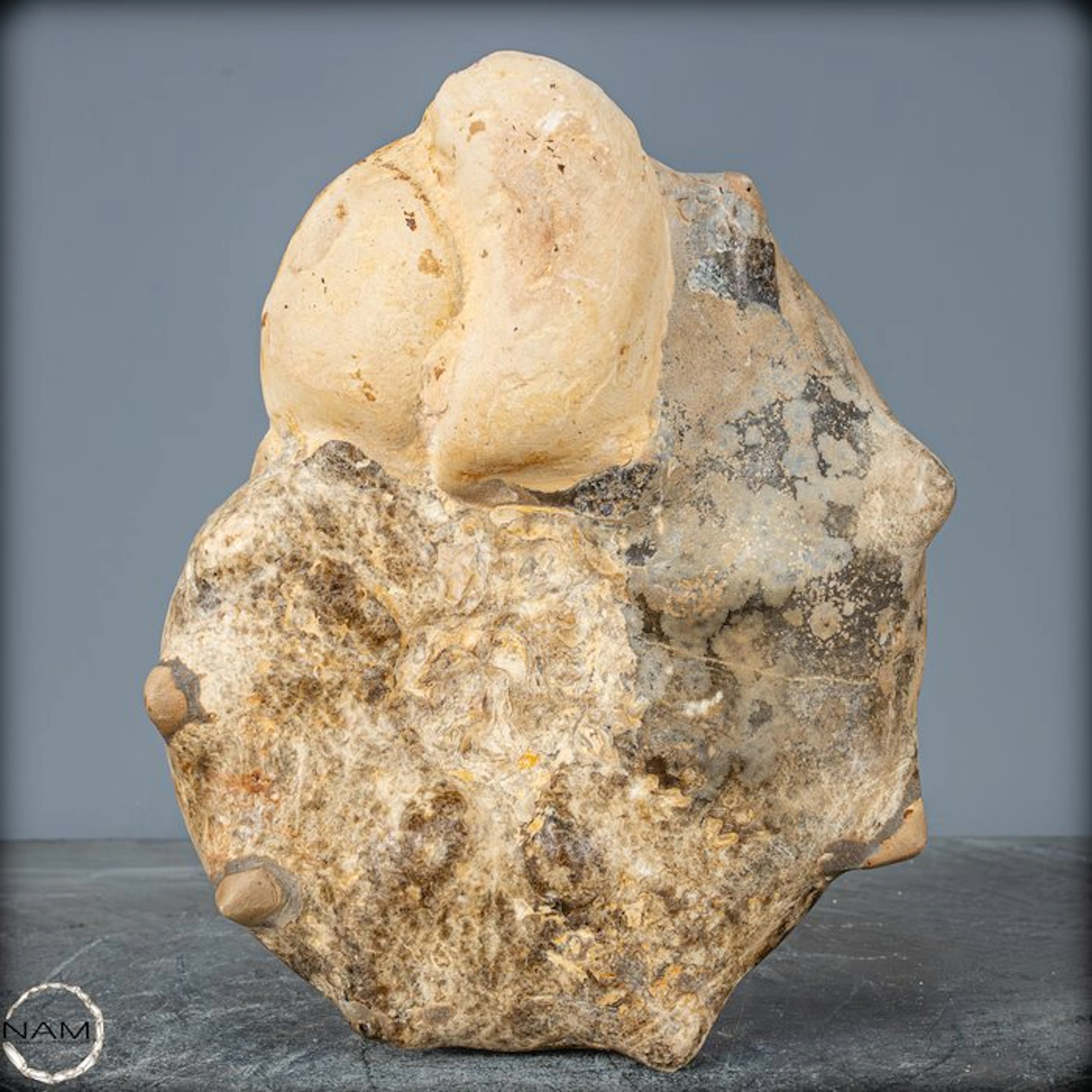 Rare fossil ammonite Mammites nodosoides with dendrites from Morocco- 3991.14 g