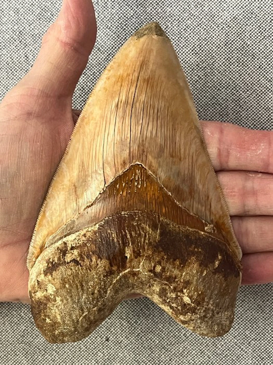 Huge Megalodon tooth 14,4 cm - Fossil tooth - Carcharocles megalodon