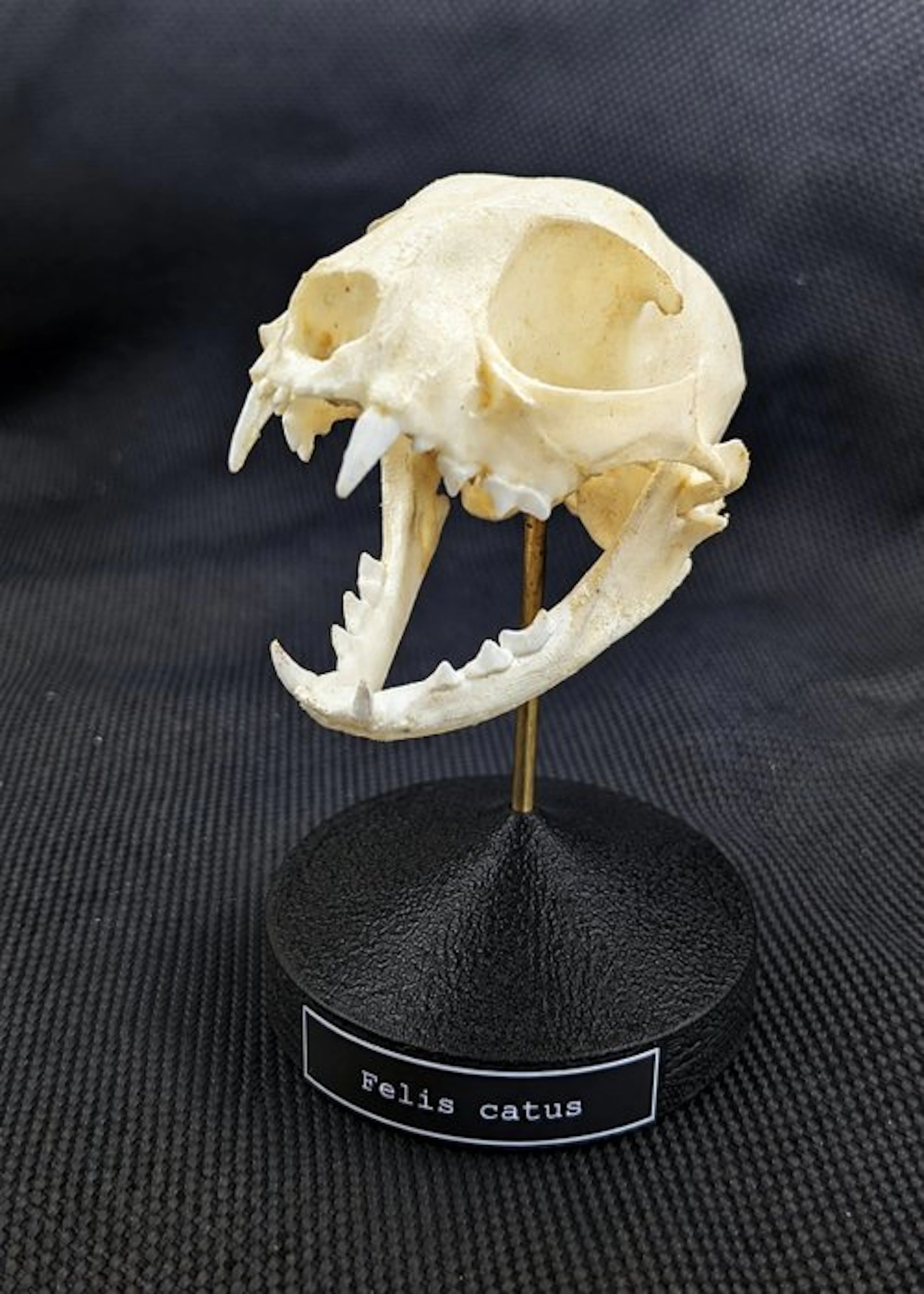 domestic cat Skull - (Felis catus) - Museum Grade Replica...