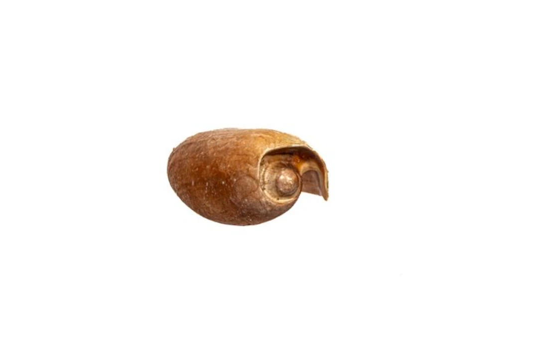 Giant baler or Boat shell Skeleton - Cymbium cymbium - 0...