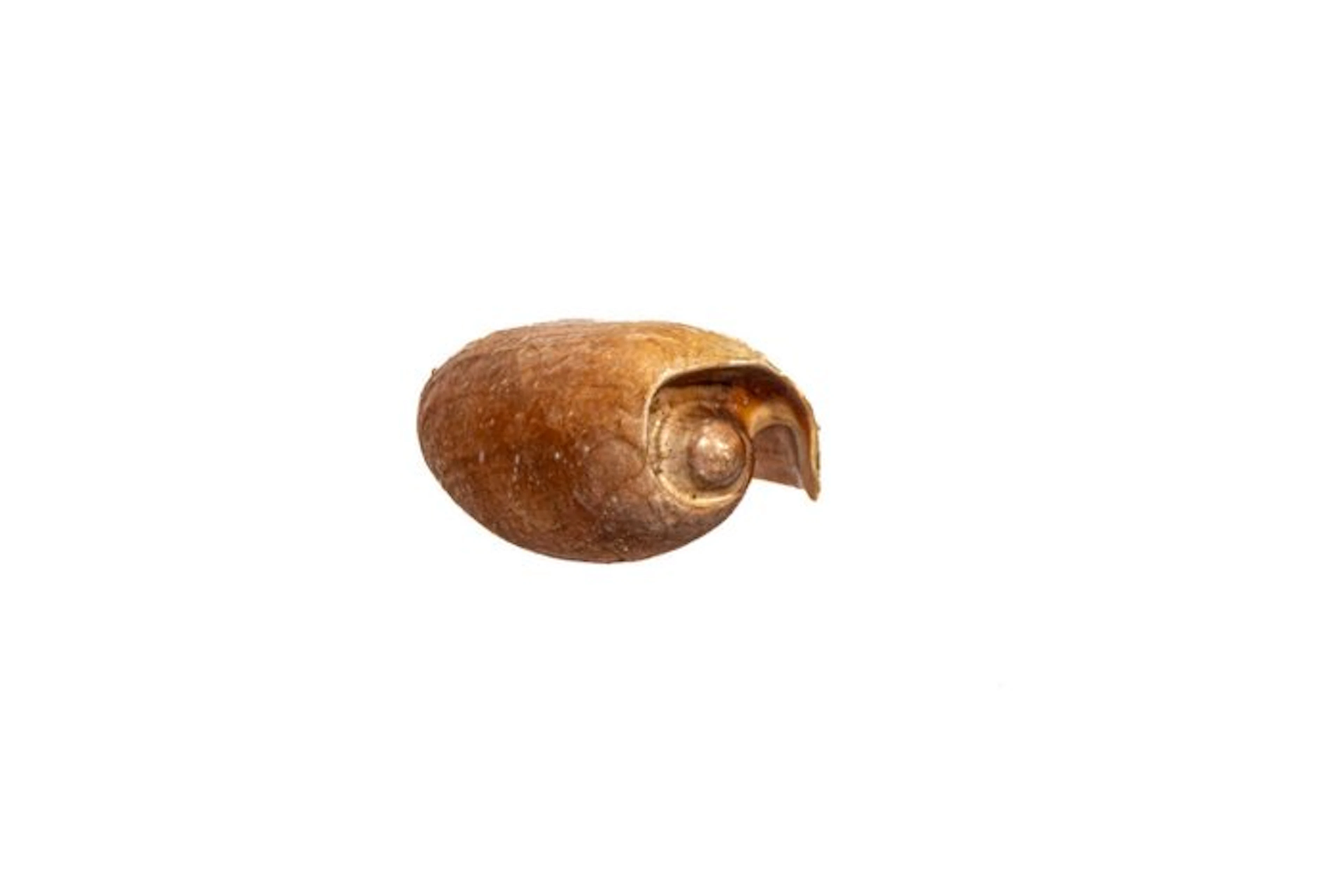 Giant baler or Boat shell Skeleton - Cymbium cymbium - 0...