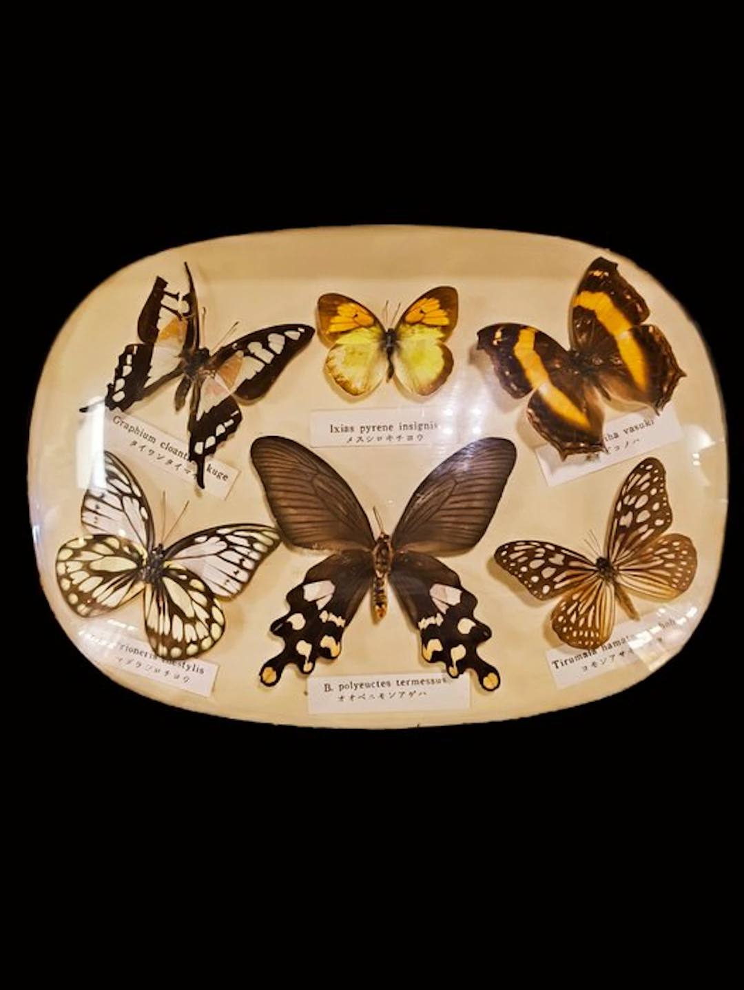 Butterfly Taxidermy full body mount - Graphium cloanthus kuge