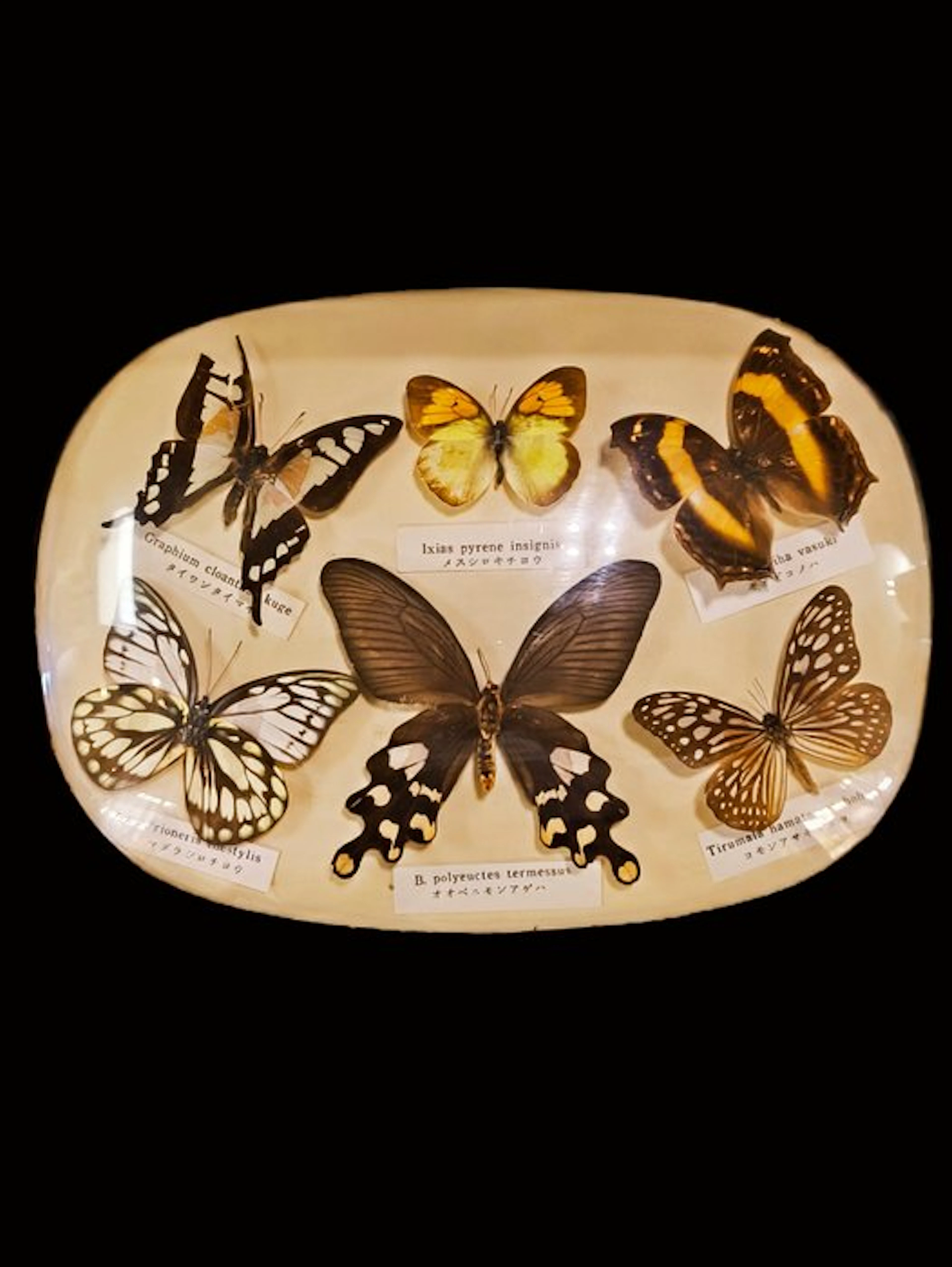 Butterfly Taxidermy full body mount - Graphium cloanthus kuge