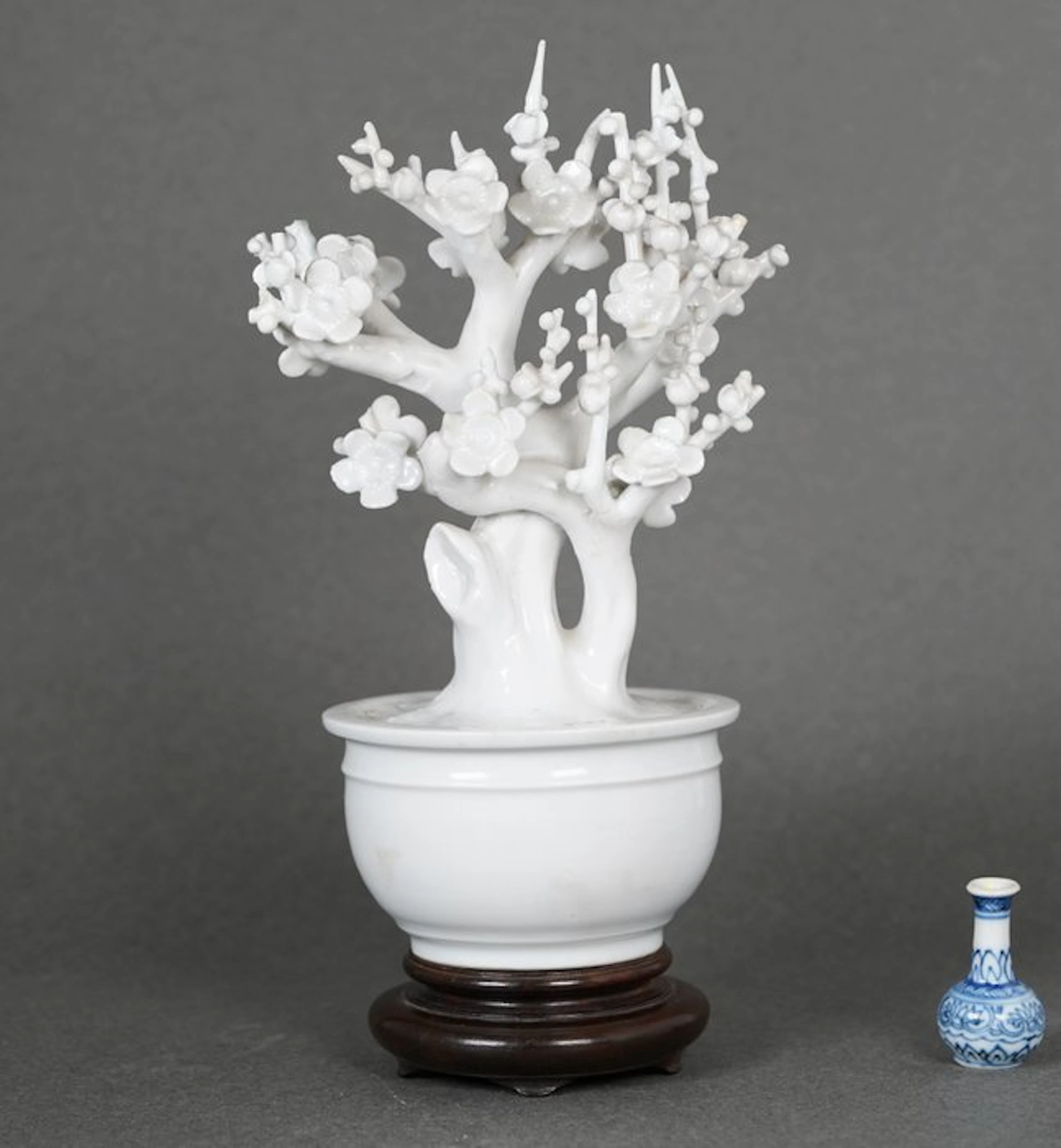 Plum blossom trees in nicely formed jardinière...