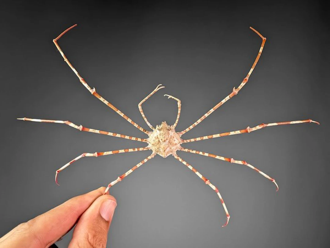 Long-Legged Spider Crab Carapace - Phalangipus hystrix...