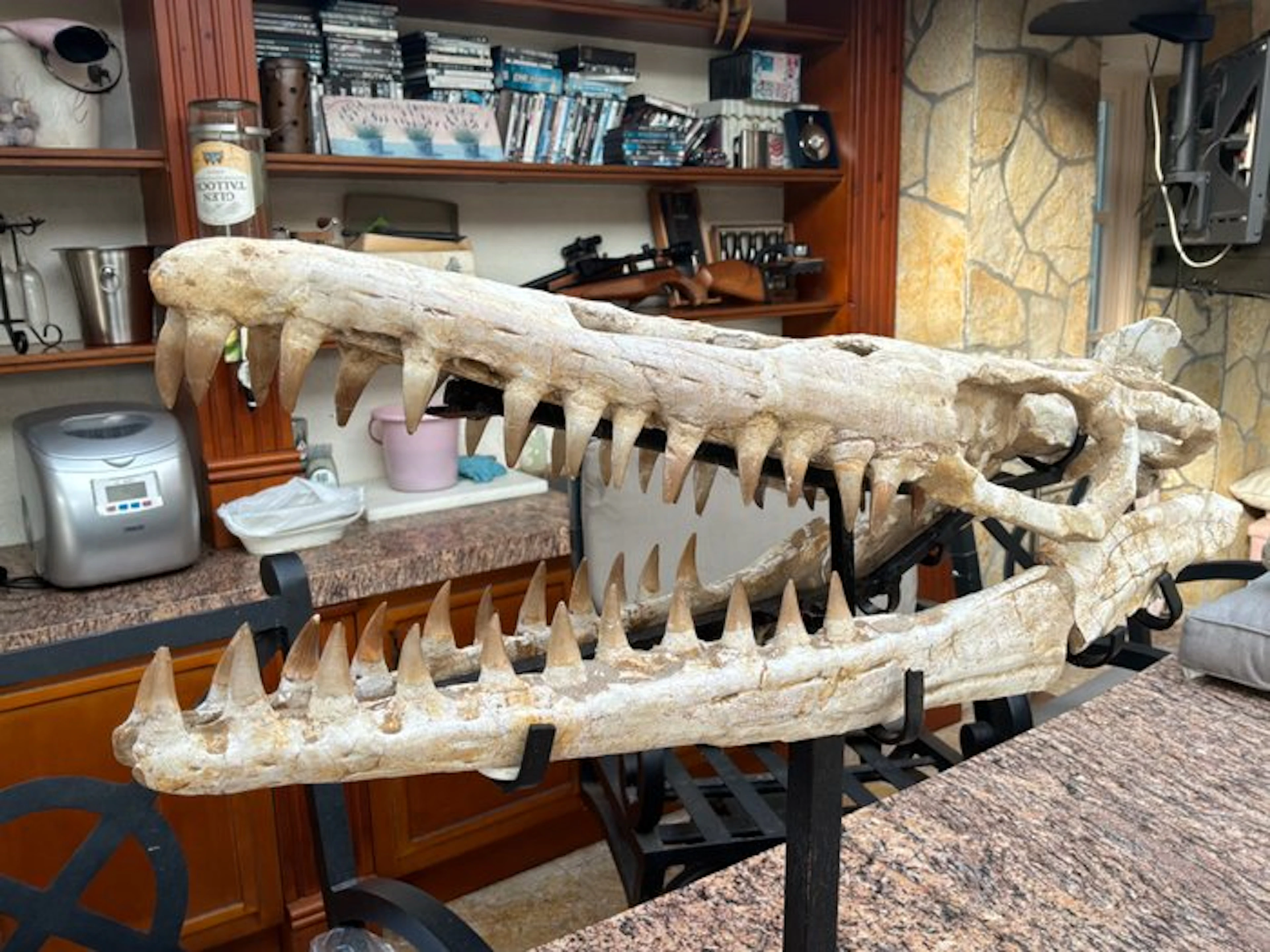 Mosasaur - Fossil skull - Halisaurus sp - 52 cm - 60 cm