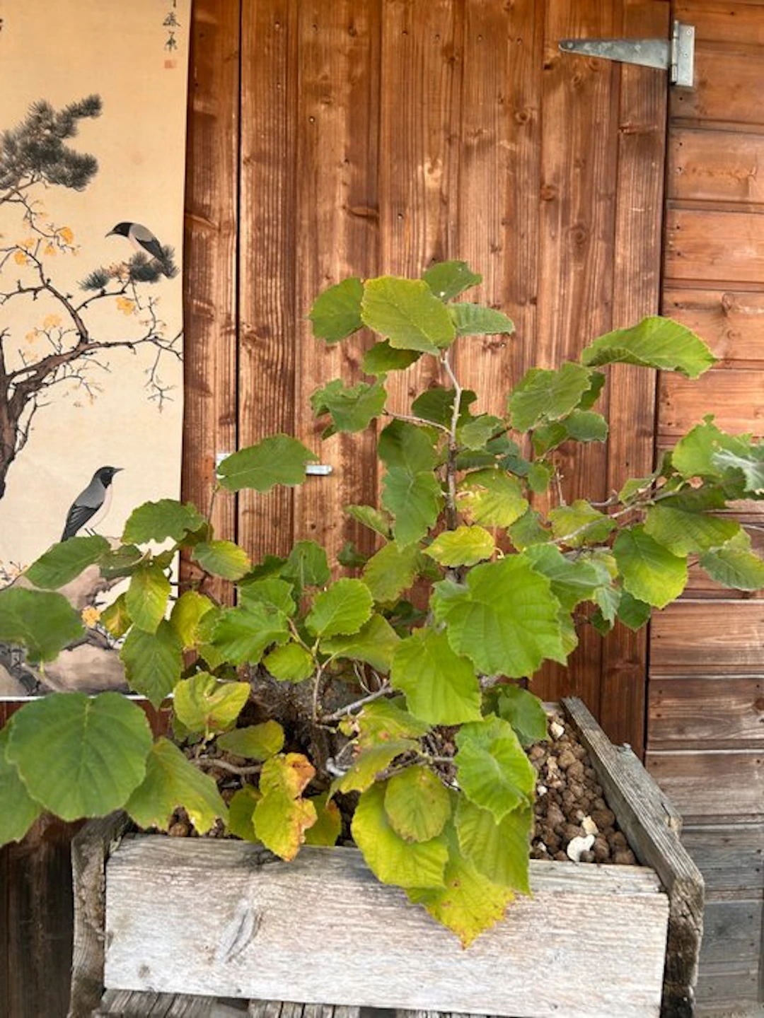 pit - Height (Tree): 45 cm - Depth (Tree): 45 cm - Italy