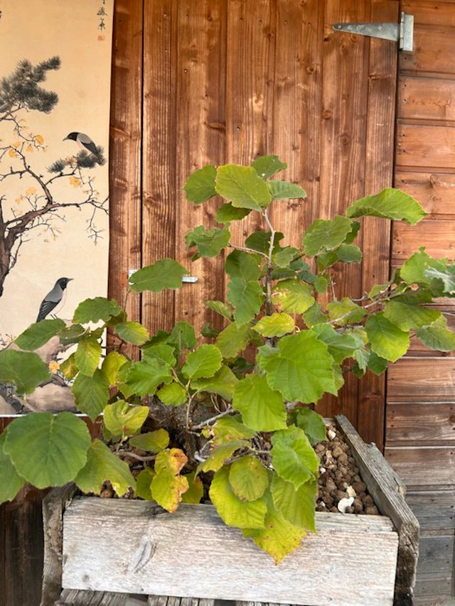 pit - Height (Tree): 45 cm - Depth (Tree): 45 cm - Italy