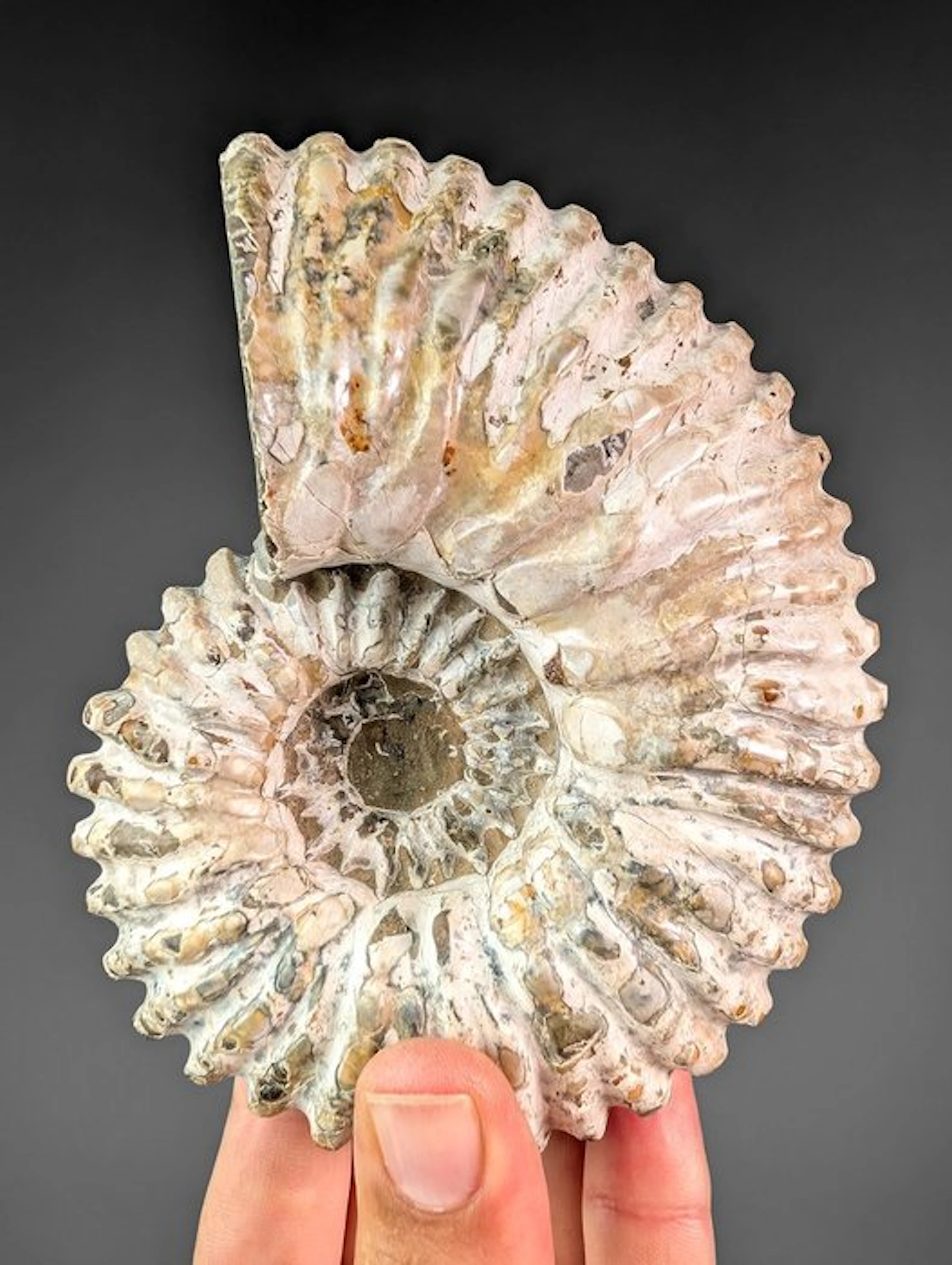 Ammonite Douvilleiceras - Fossilised shell - Douvilleiceras sp