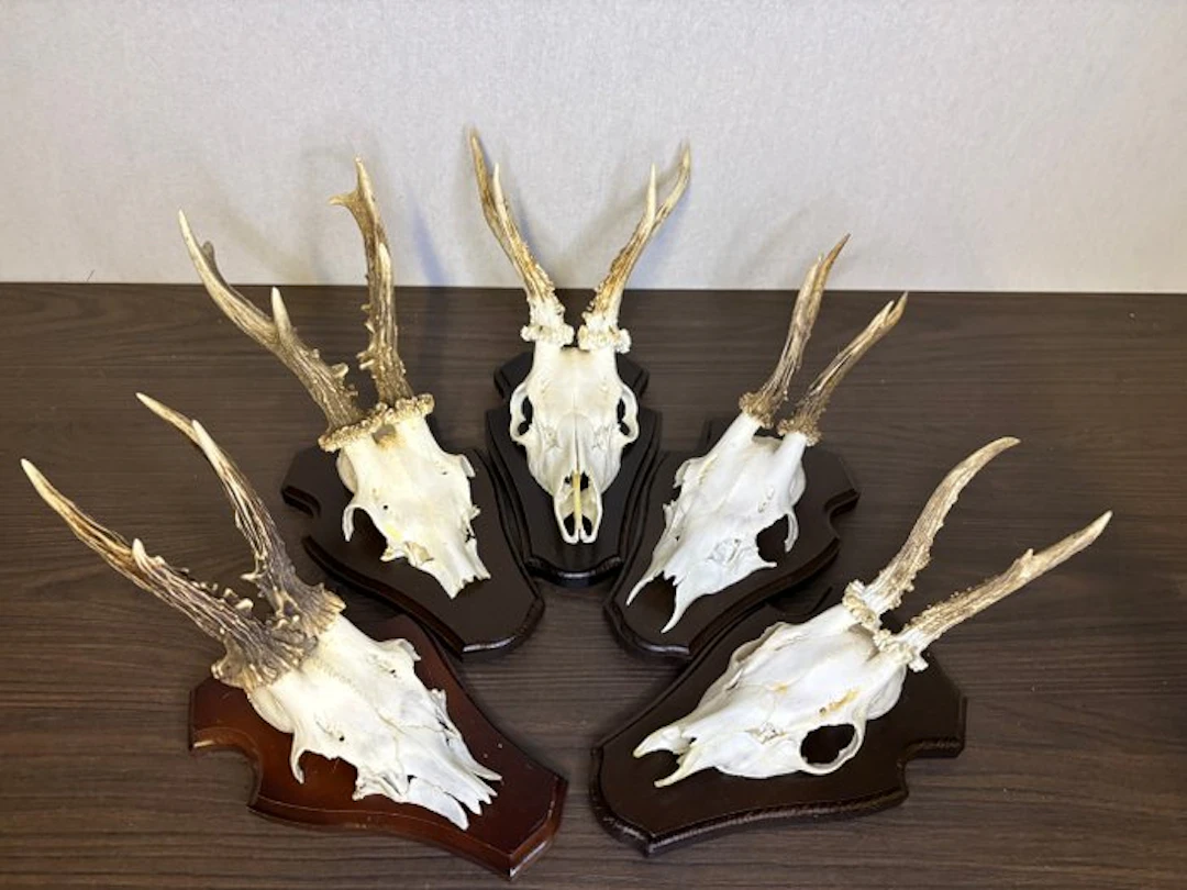 Roebuck Mammal skull - Capreolus capreolus - 20 cm - 15...