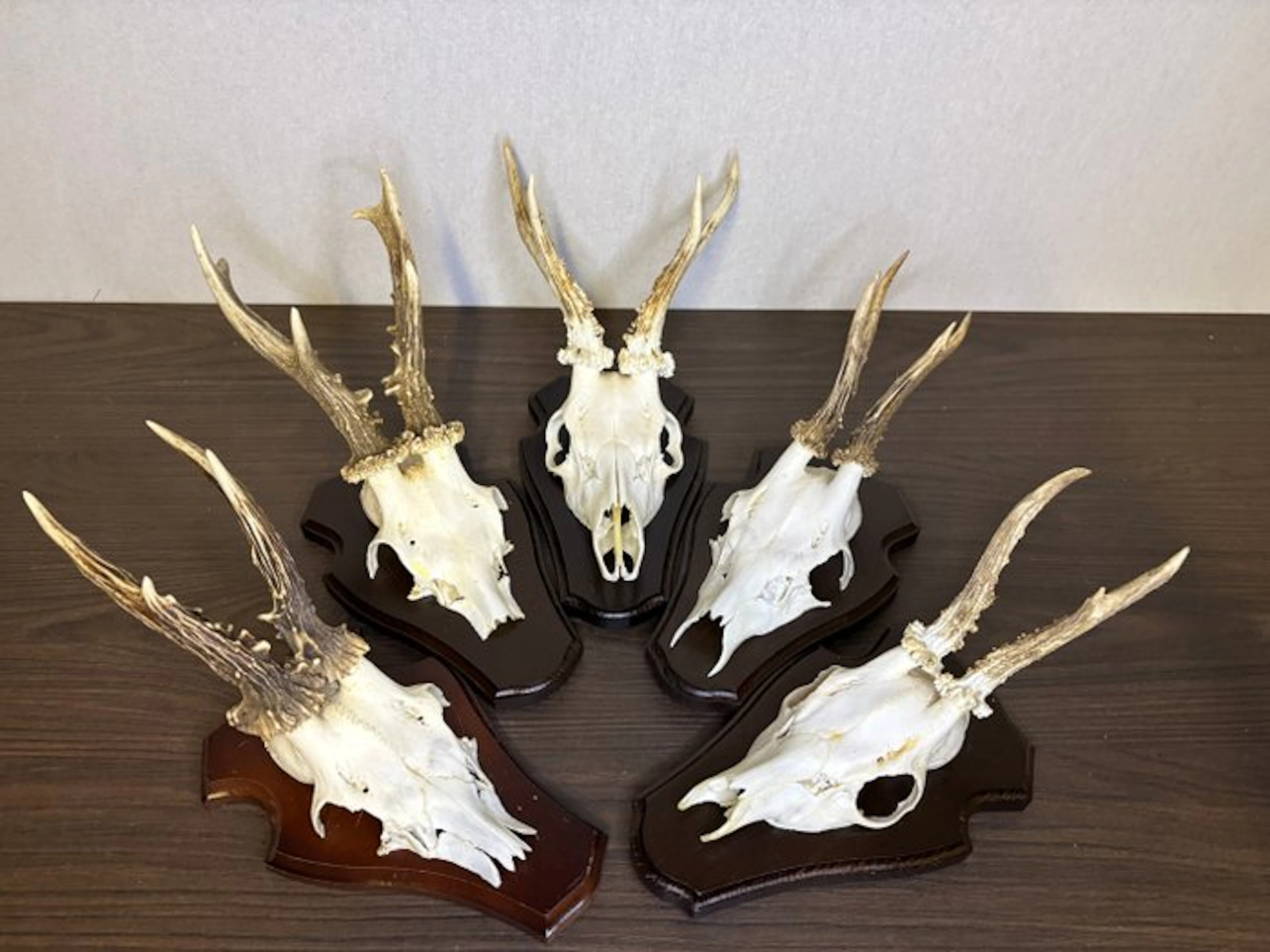 Roebuck Mammal skull - Capreolus capreolus - 20 cm - 15...