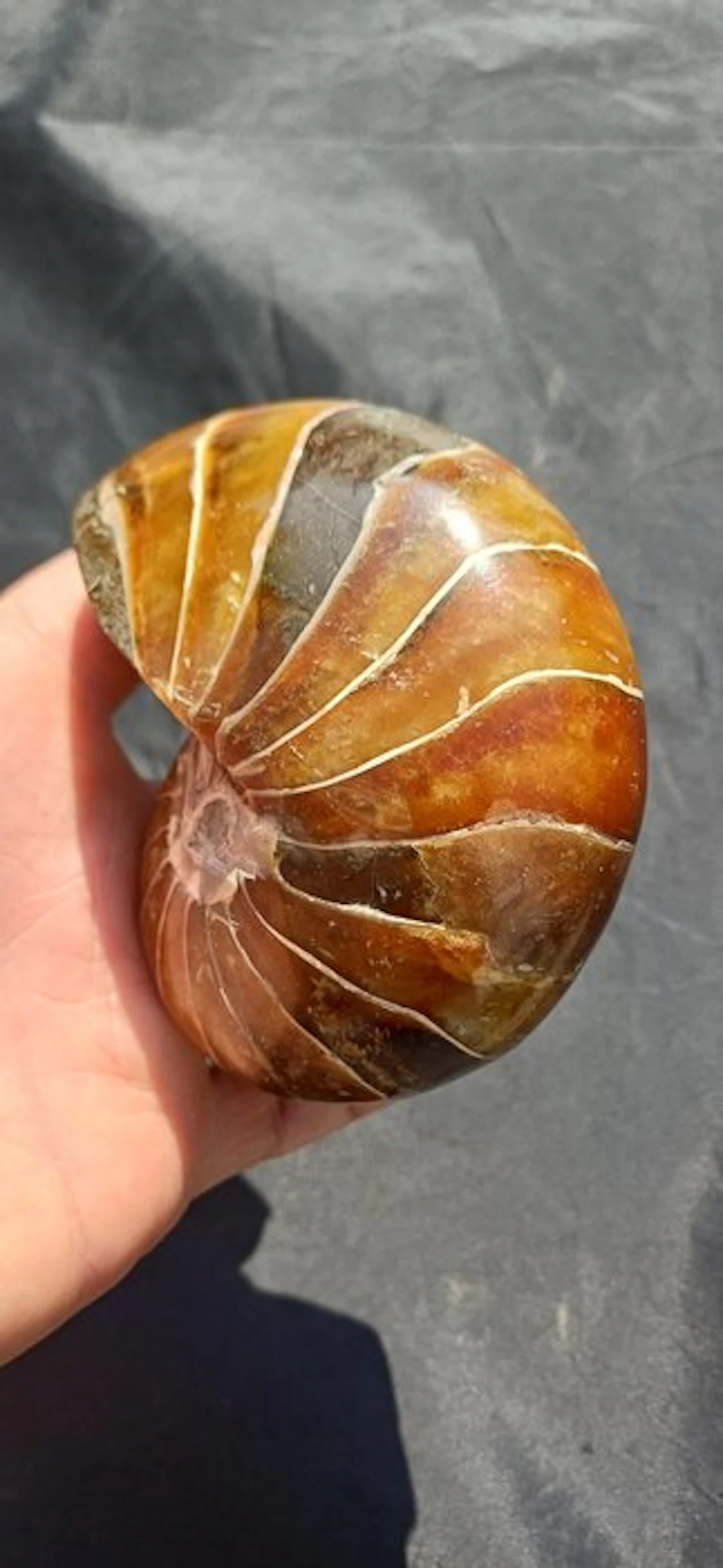 Nautilus - Fossilised animal - 10.5 cm - 8 cm