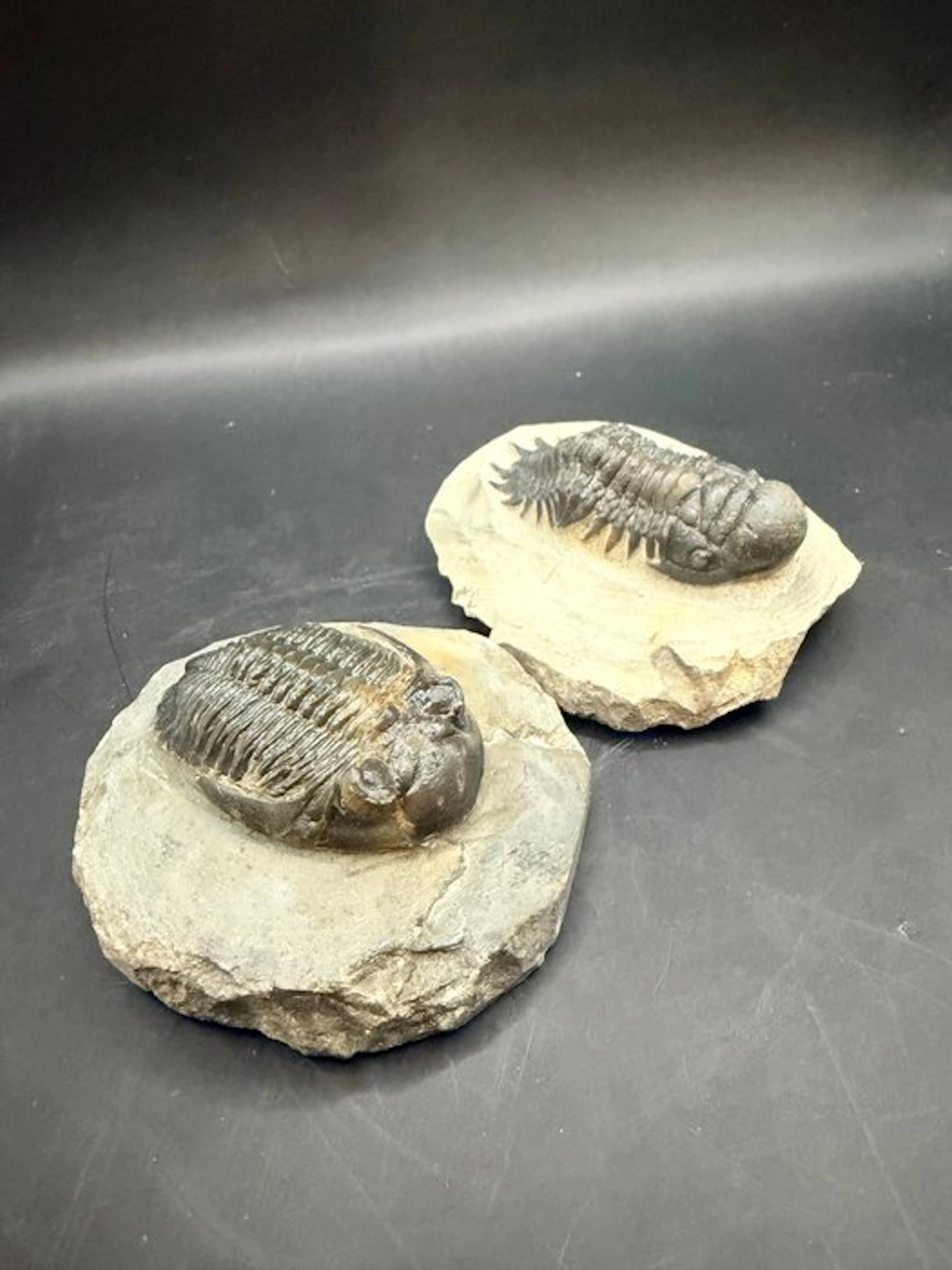 Trilobite - Fossilised animal - Hollardops sp