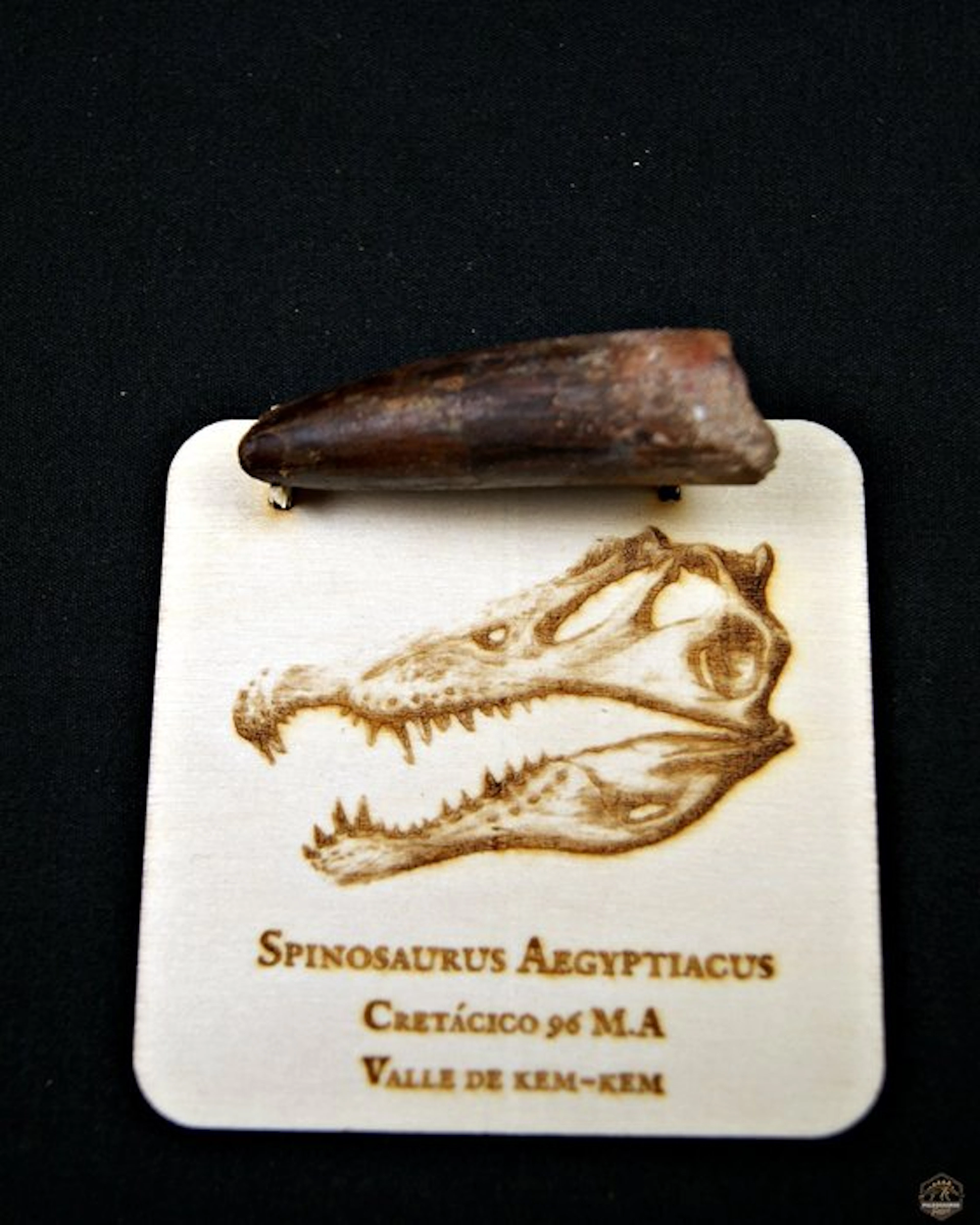 Spinosaur - Fossilised tusk - Spinosaurus aegyptiacus (No reserve price)