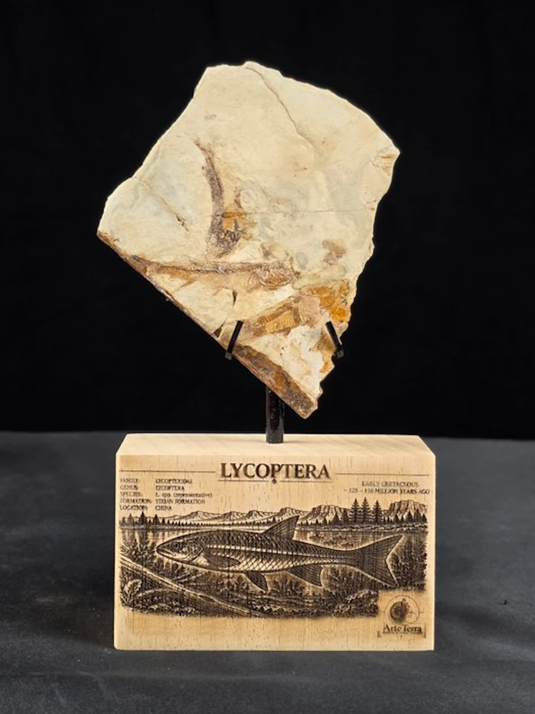 Fish - Fossilised animal - Fossil Fish Plate – Multiple Lycoptera sp