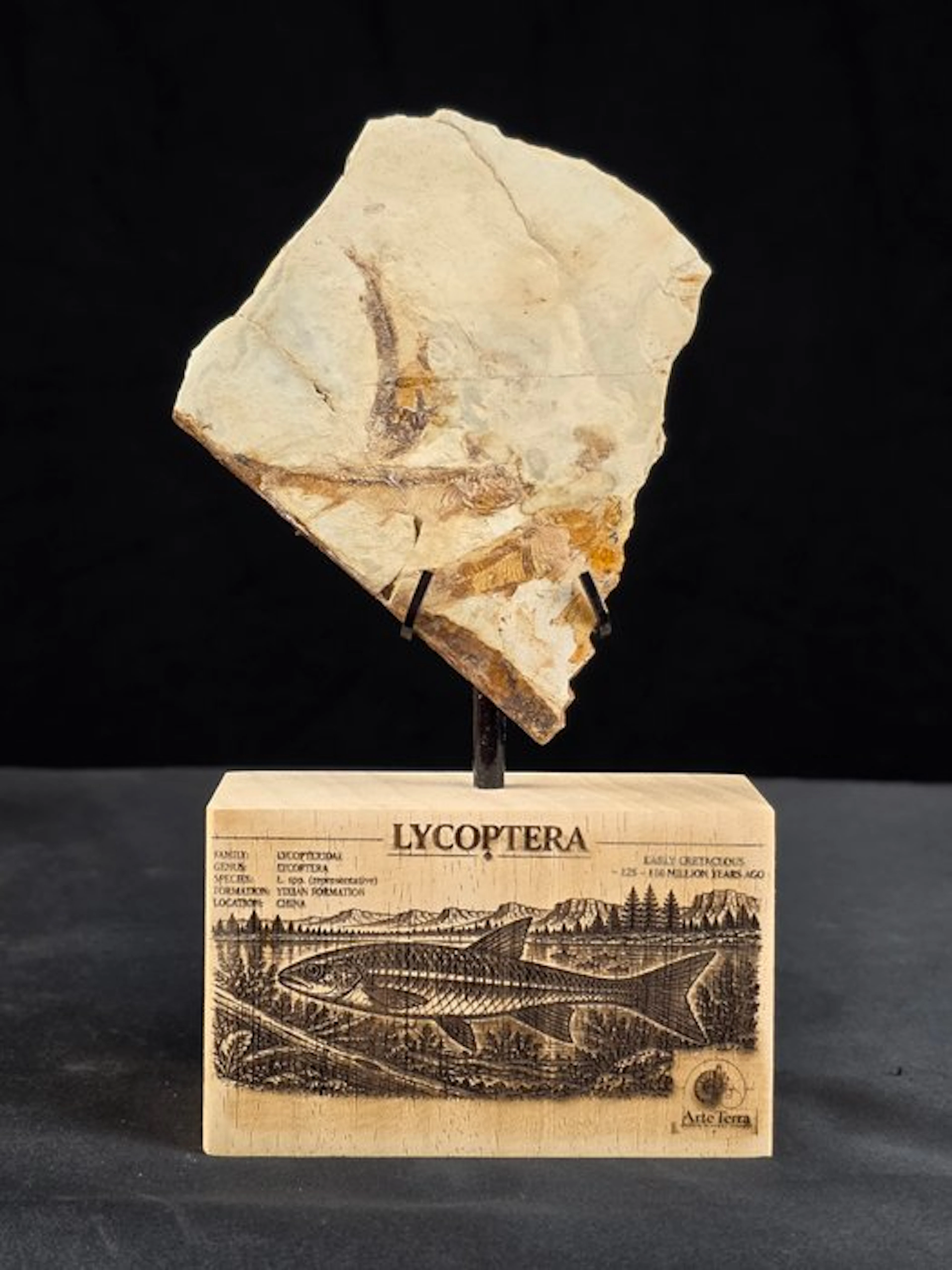 Fish - Fossilised animal - Fossil Fish Plate – Multiple Lycoptera sp