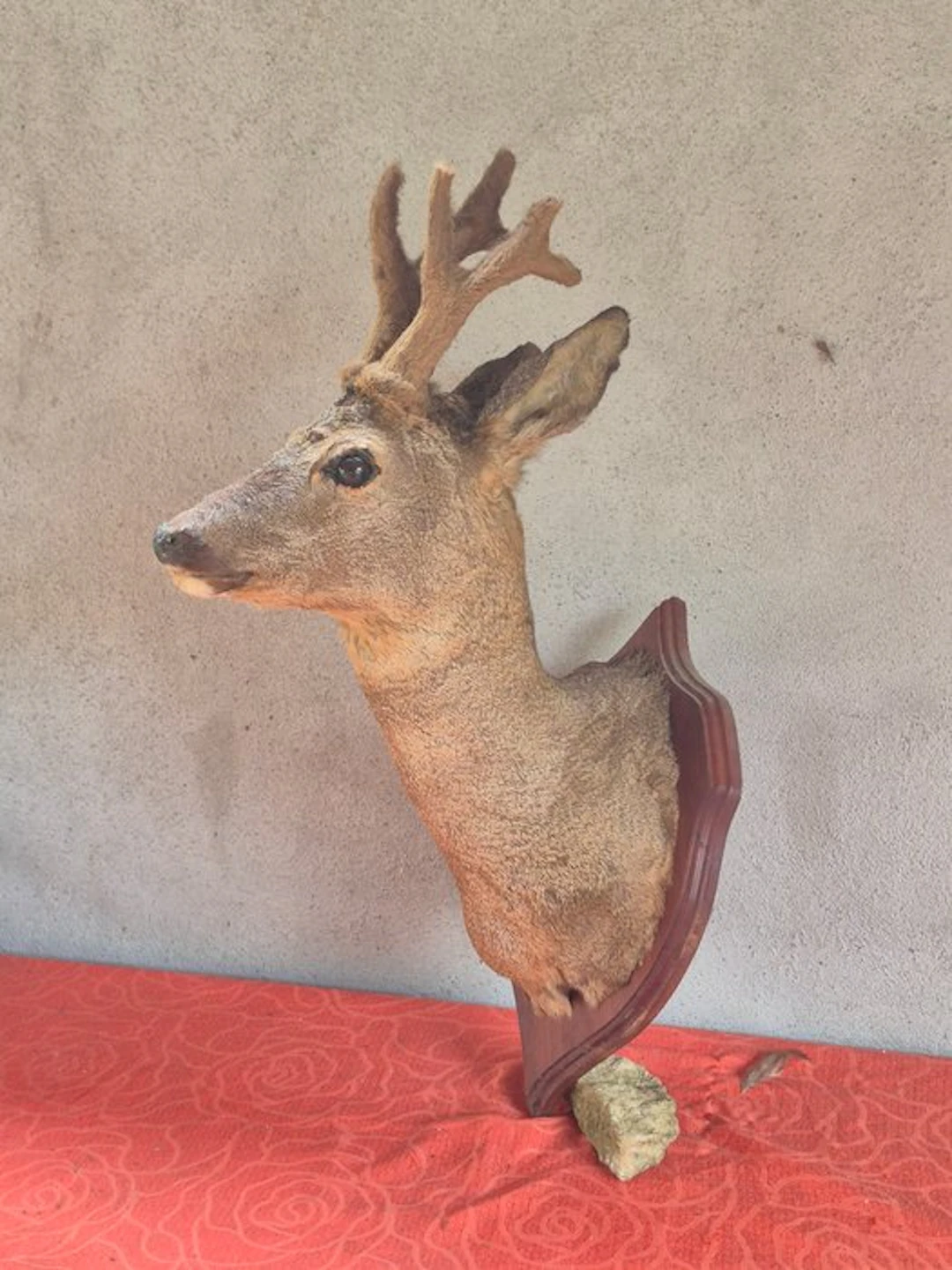 Roebuck Taxidermy wall mount - Capreolus capreolus - très...