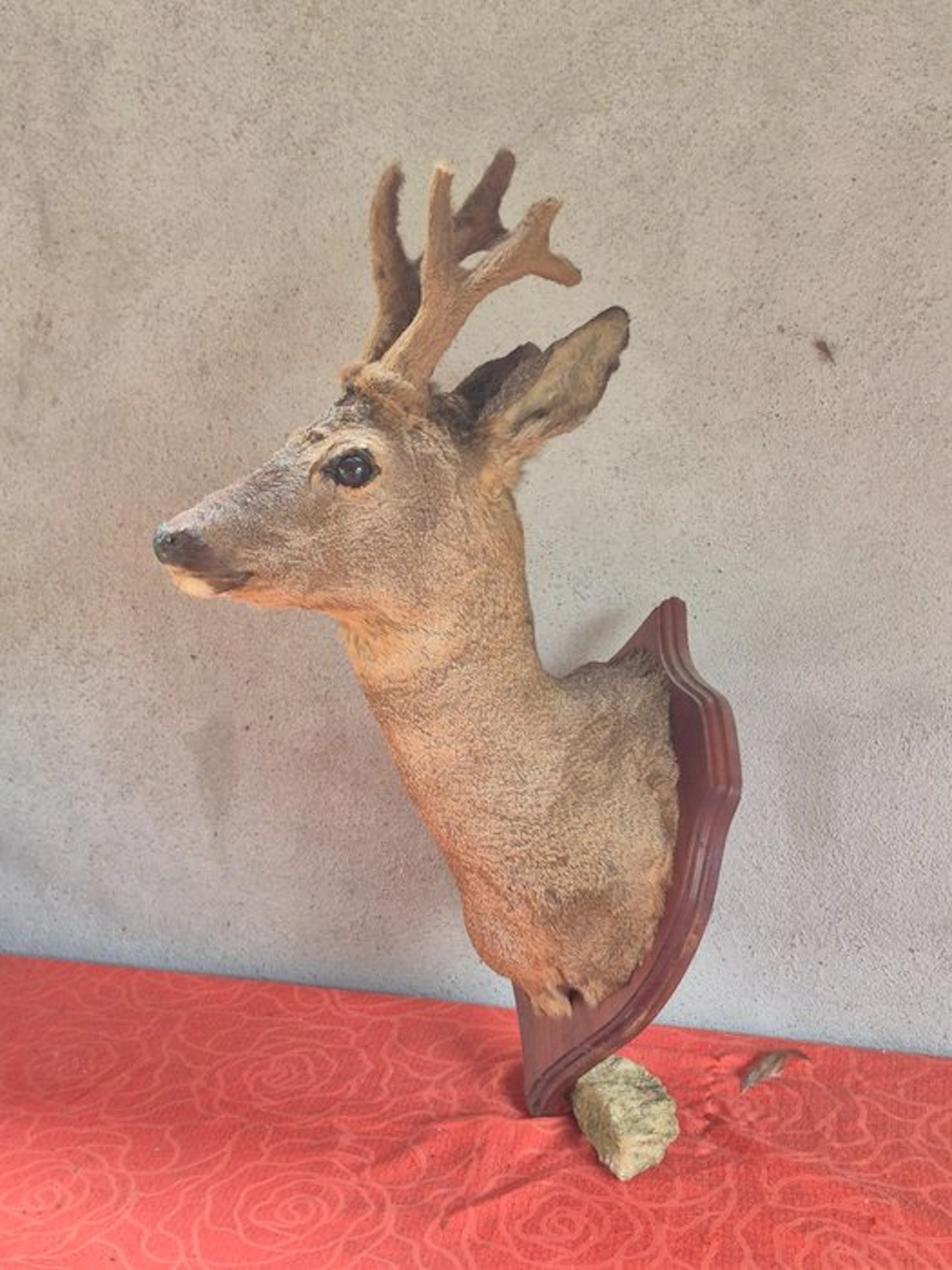 Roebuck Taxidermy wall mount - Capreolus capreolus - très...