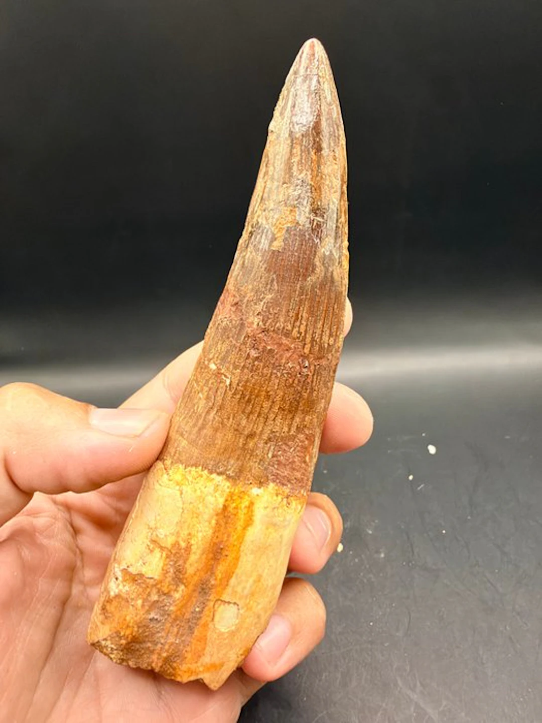 Dinosaur - Fossil tooth - Spinosaurus aegyptiacus - 14 cm