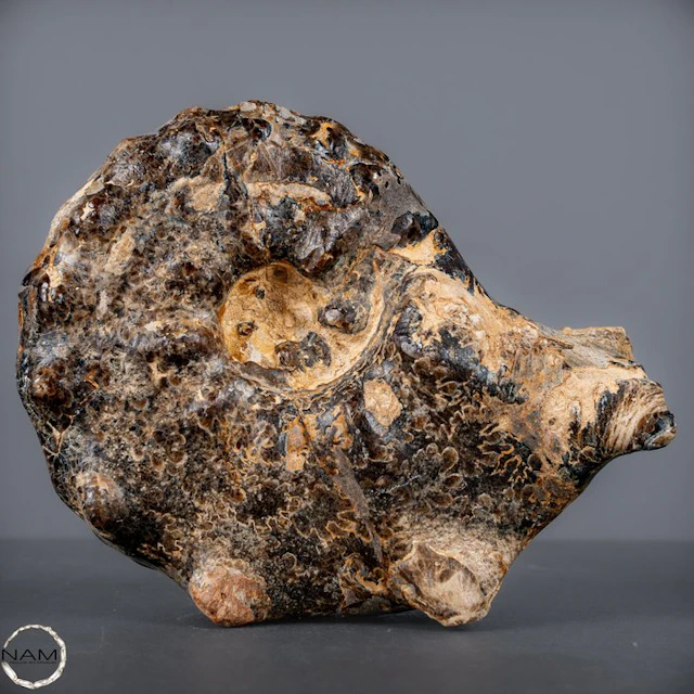 Rare fossil ammonite Mammites nodosoides with dendrites from Morocco- 1161.66 g