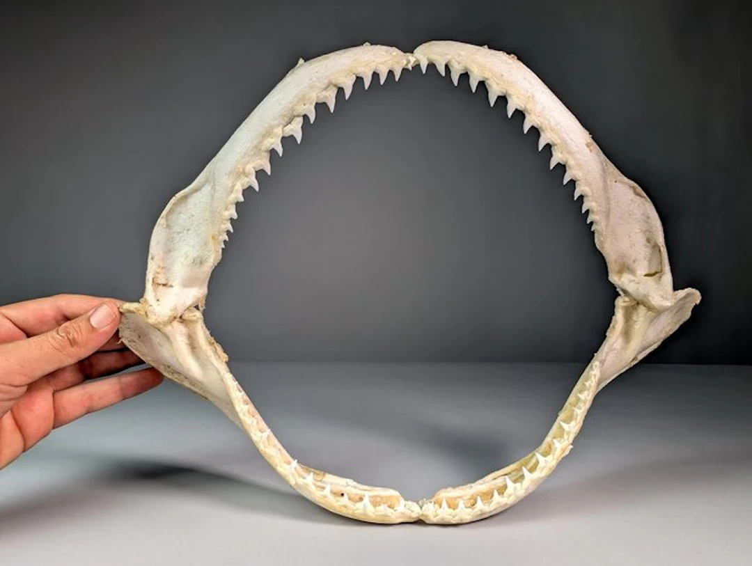 Large Dusky Shark (EU bidders ONLY) Jaw set - Carcharinus...