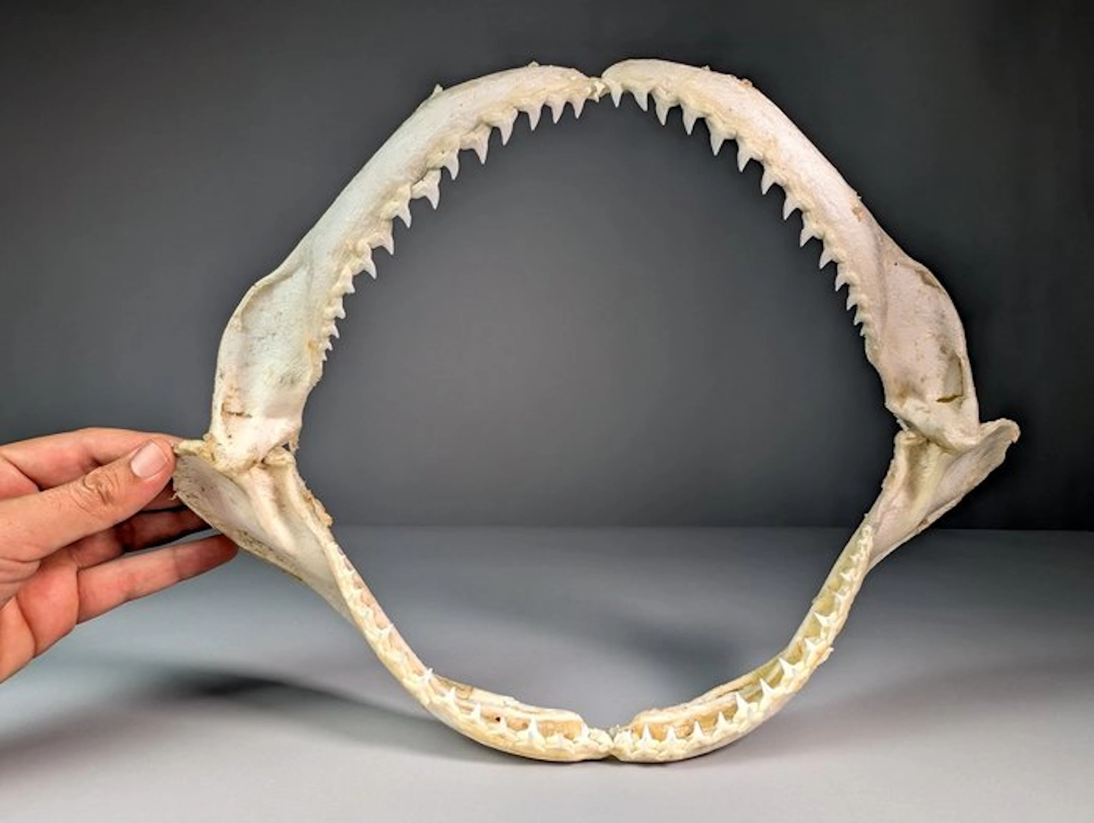 Large Dusky Shark (EU bidders ONLY) Jaw set - Carcharinus...