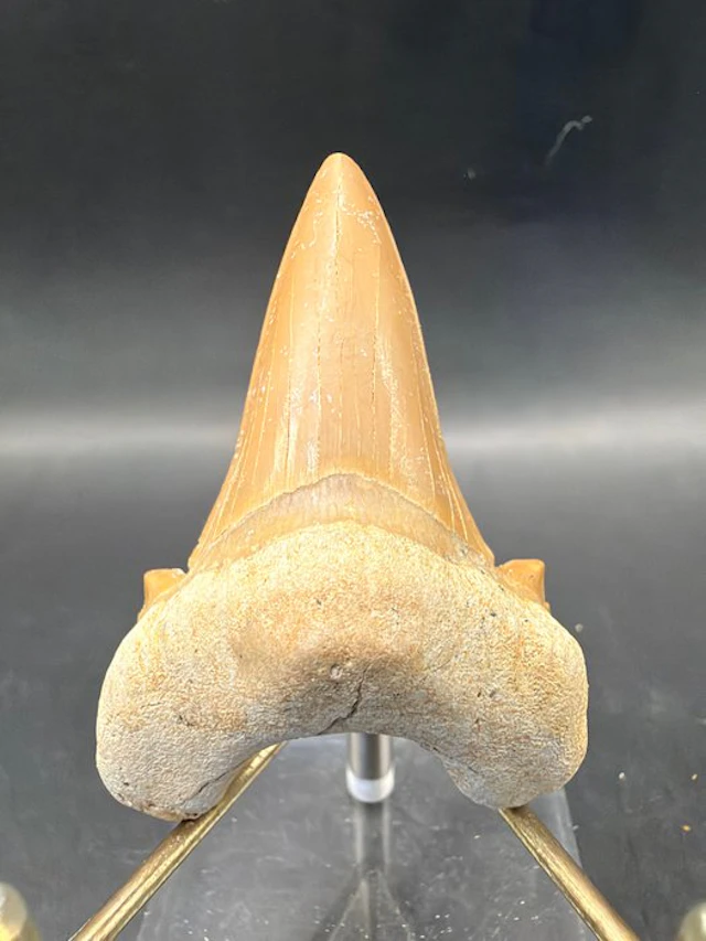 Shark - Fossil tooth - Otodus obliquus - 6.2 cm (No reserve price)