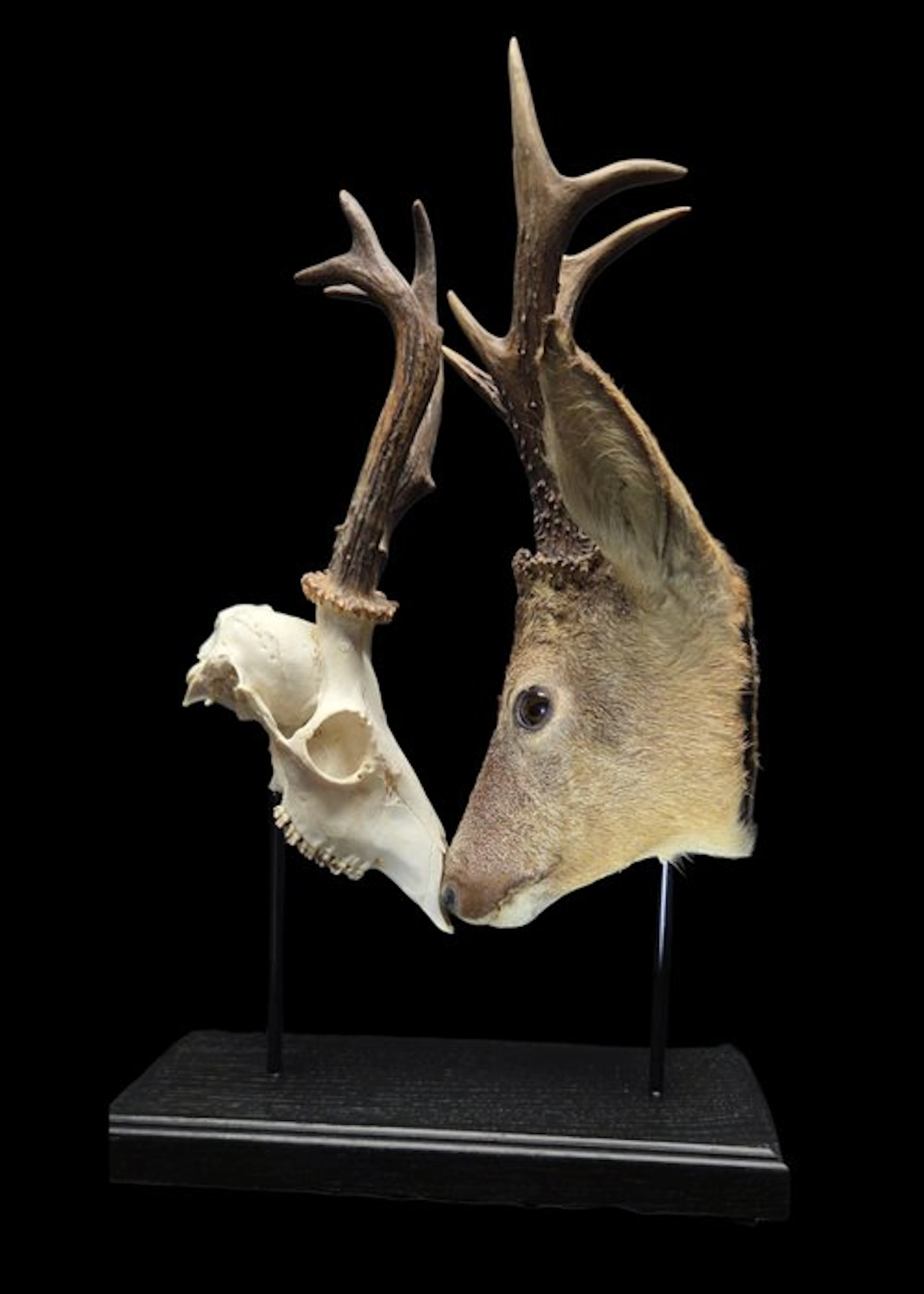 Museum rare Real roe deer skull and taxidermy head fighting - 50x33