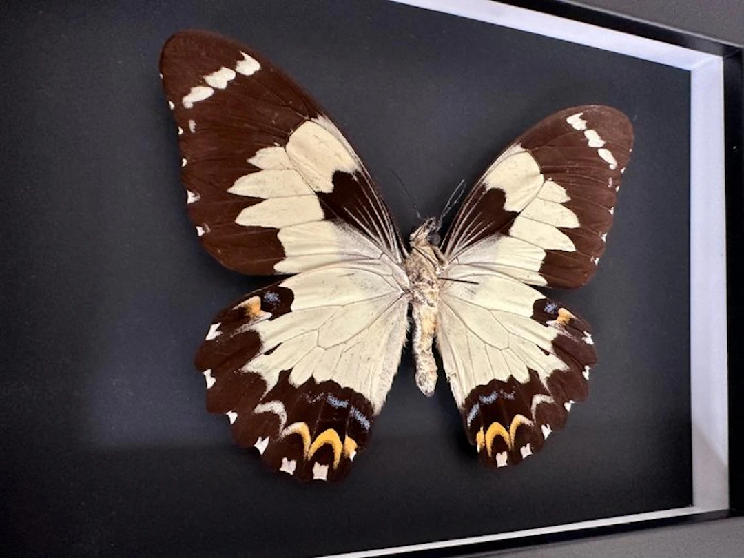 Butterfly Taxidermy full body mount - Euchenor euchenor...