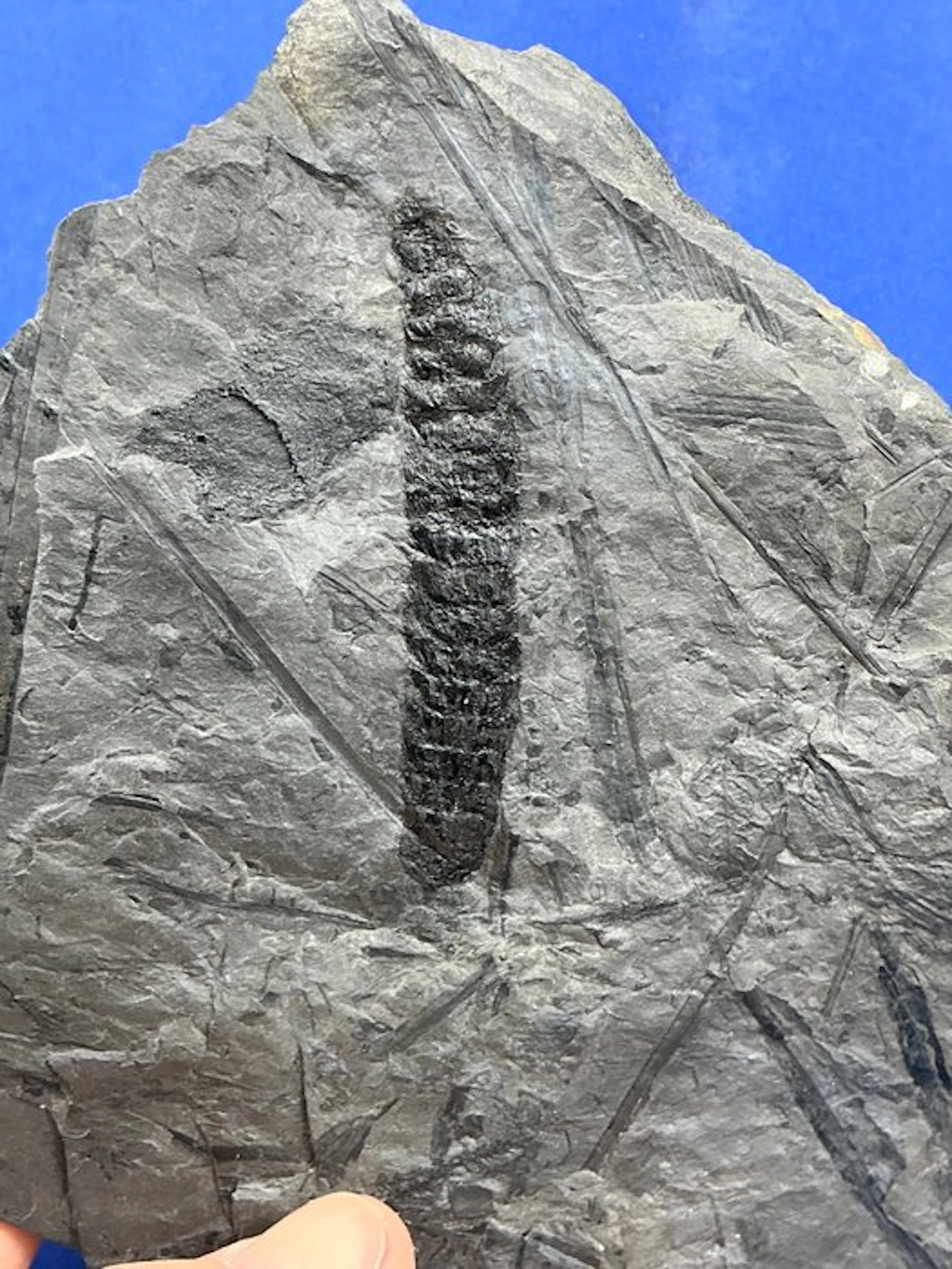 Lovely carboniferous Calamites tree cone (fruit)...
