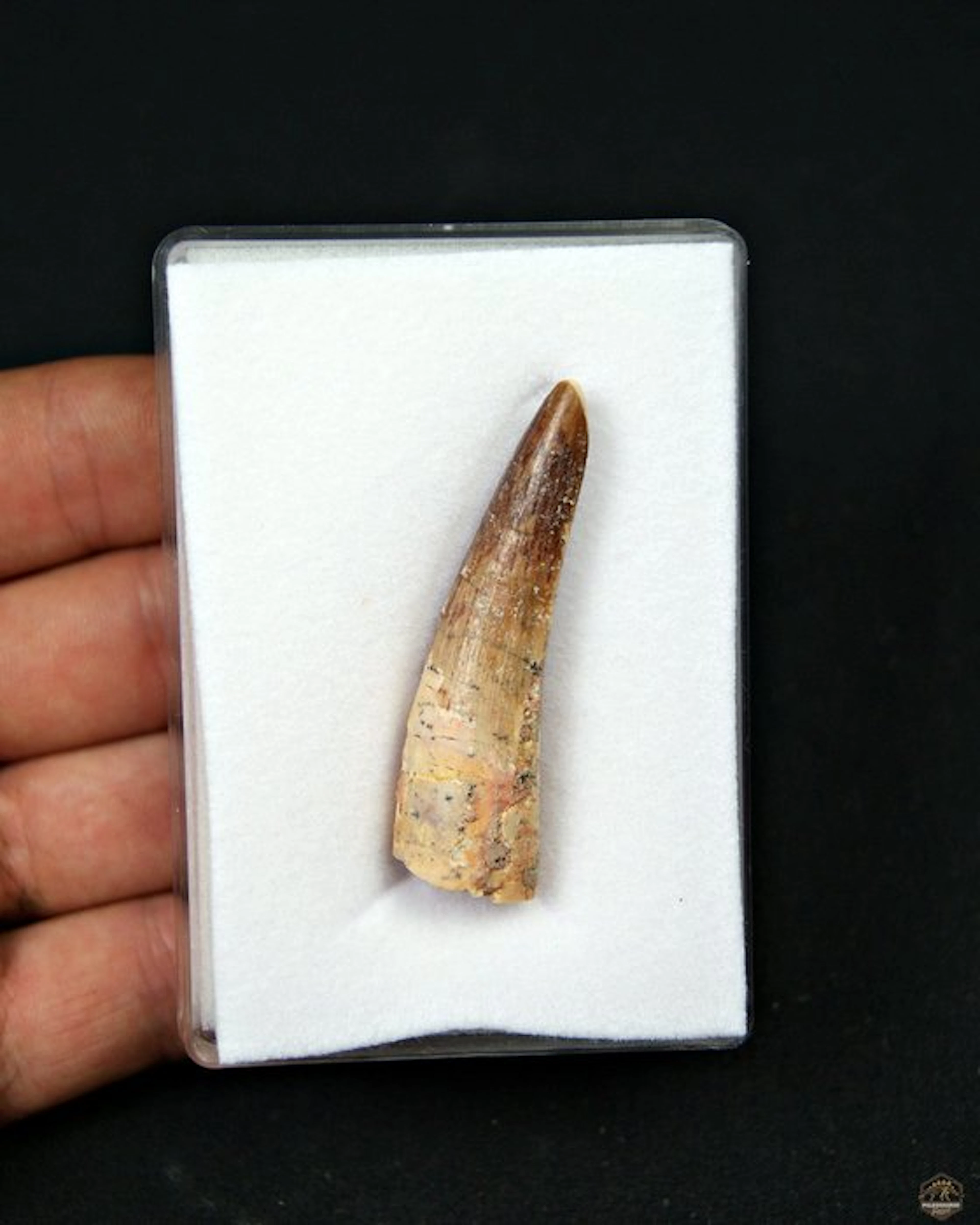 Spinosaur - Fossil tooth - Spinosaurus aegyptiacus (No reserve price)