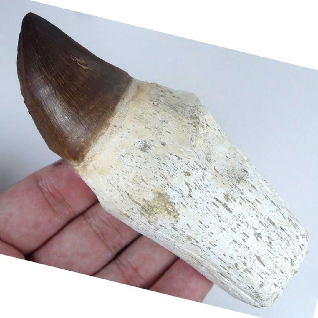 Mosasaur tooth - Fossil tooth - Leiodon anceps mosasaur...