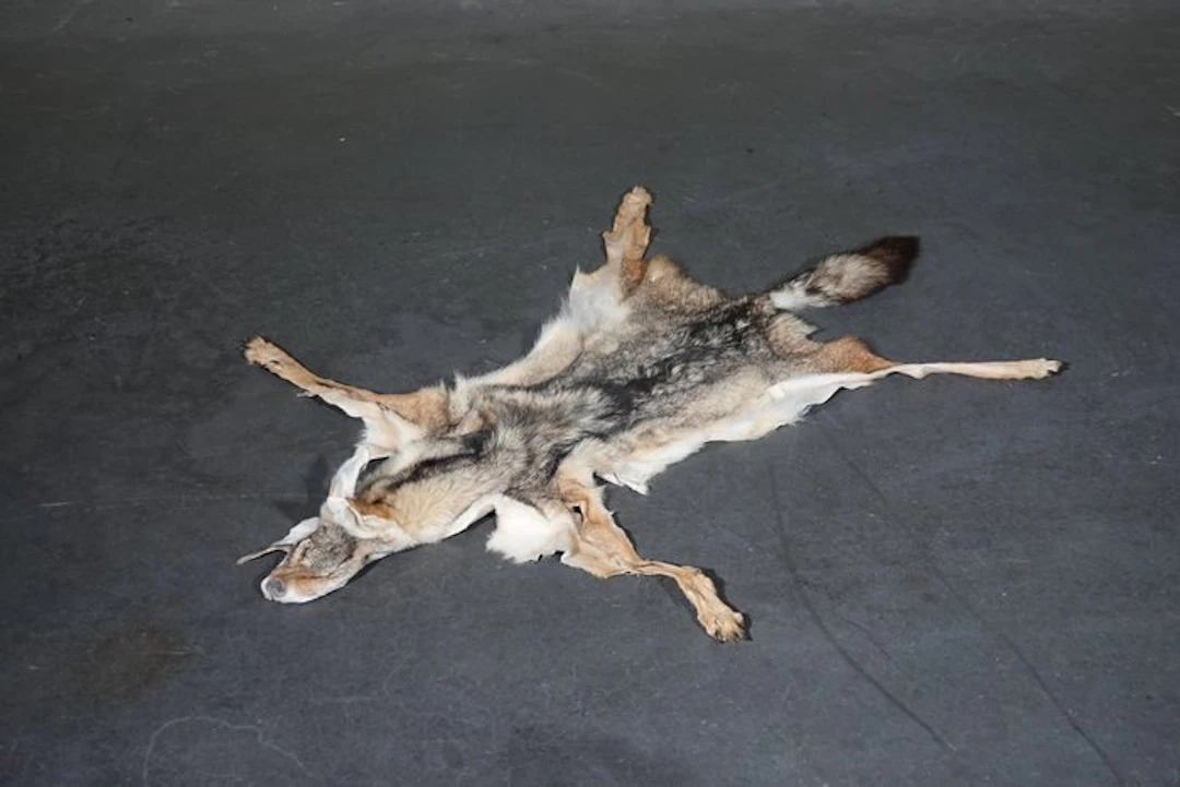 Black-backed Jackal Taxidermy full body mount - Canis...
