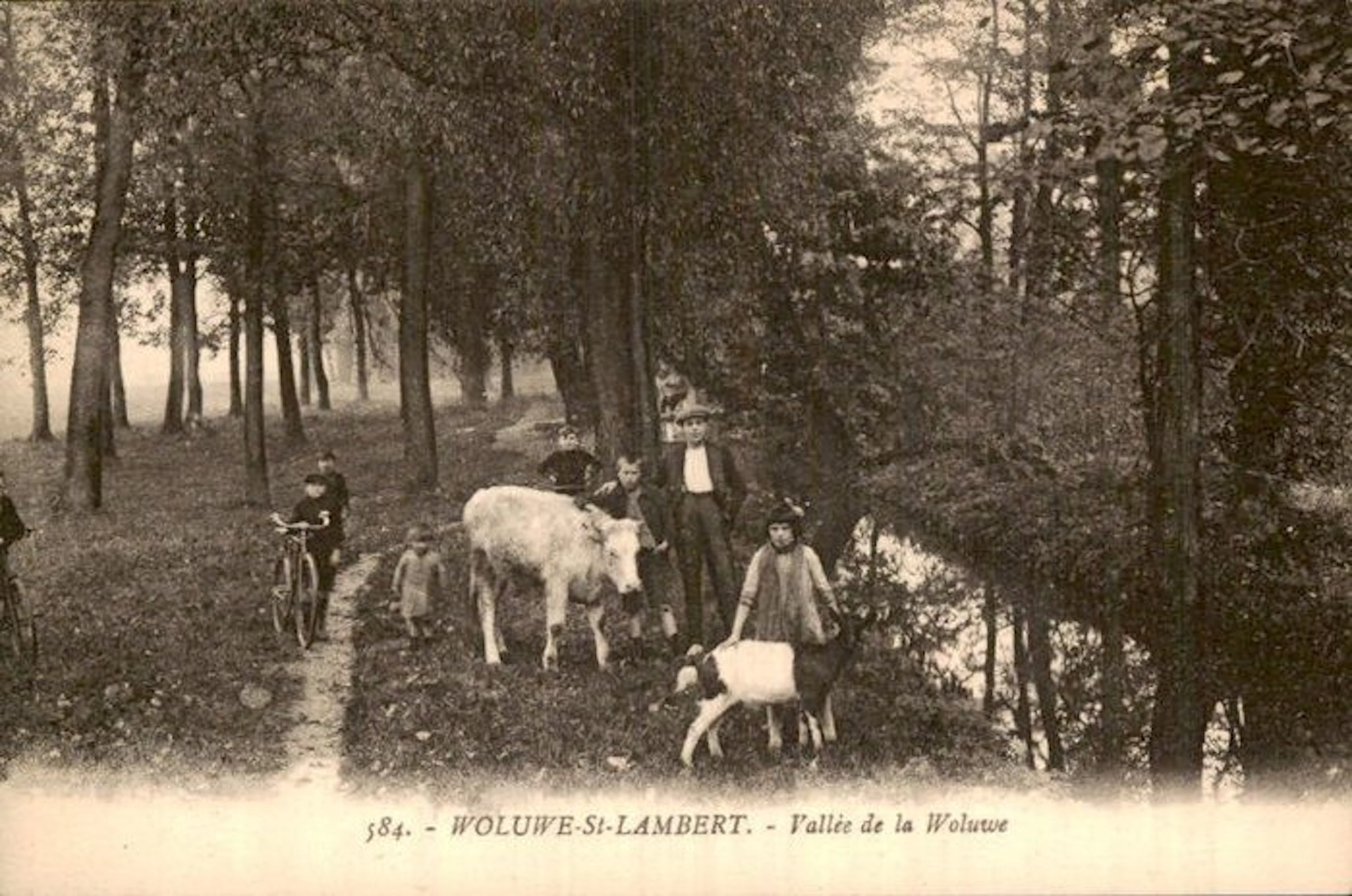 Belgium - Brussels-Capital Region - Postcard (281) - 1900-1999