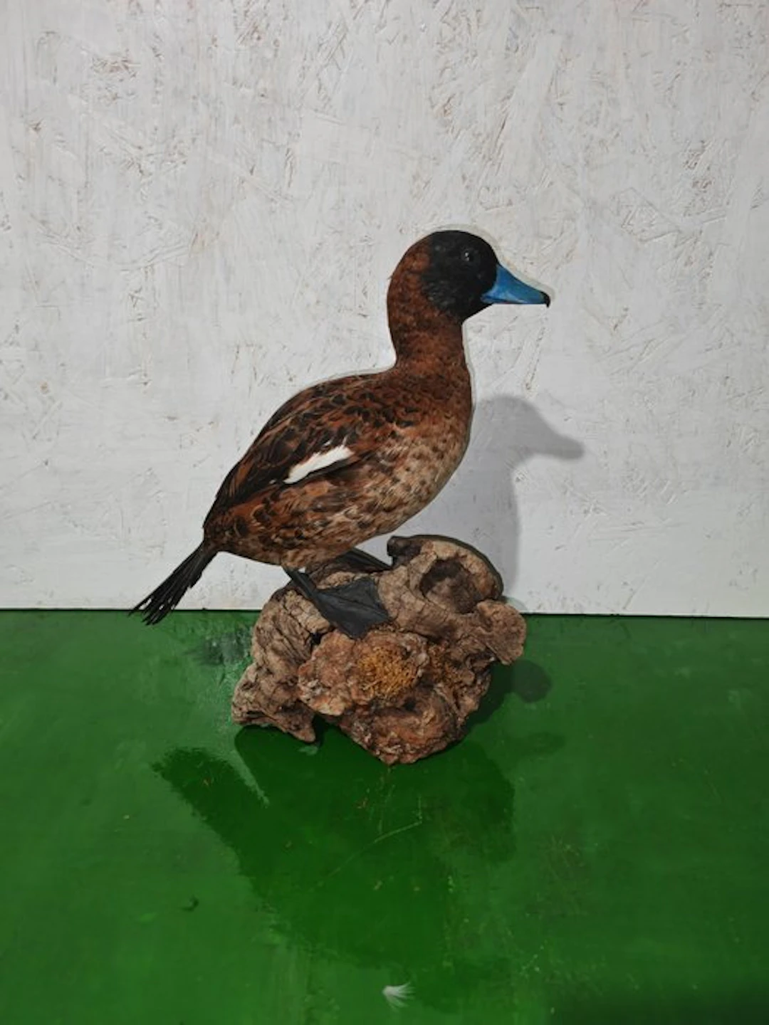 Masked hunchback Taxidermy full body mount - Nomonyx...