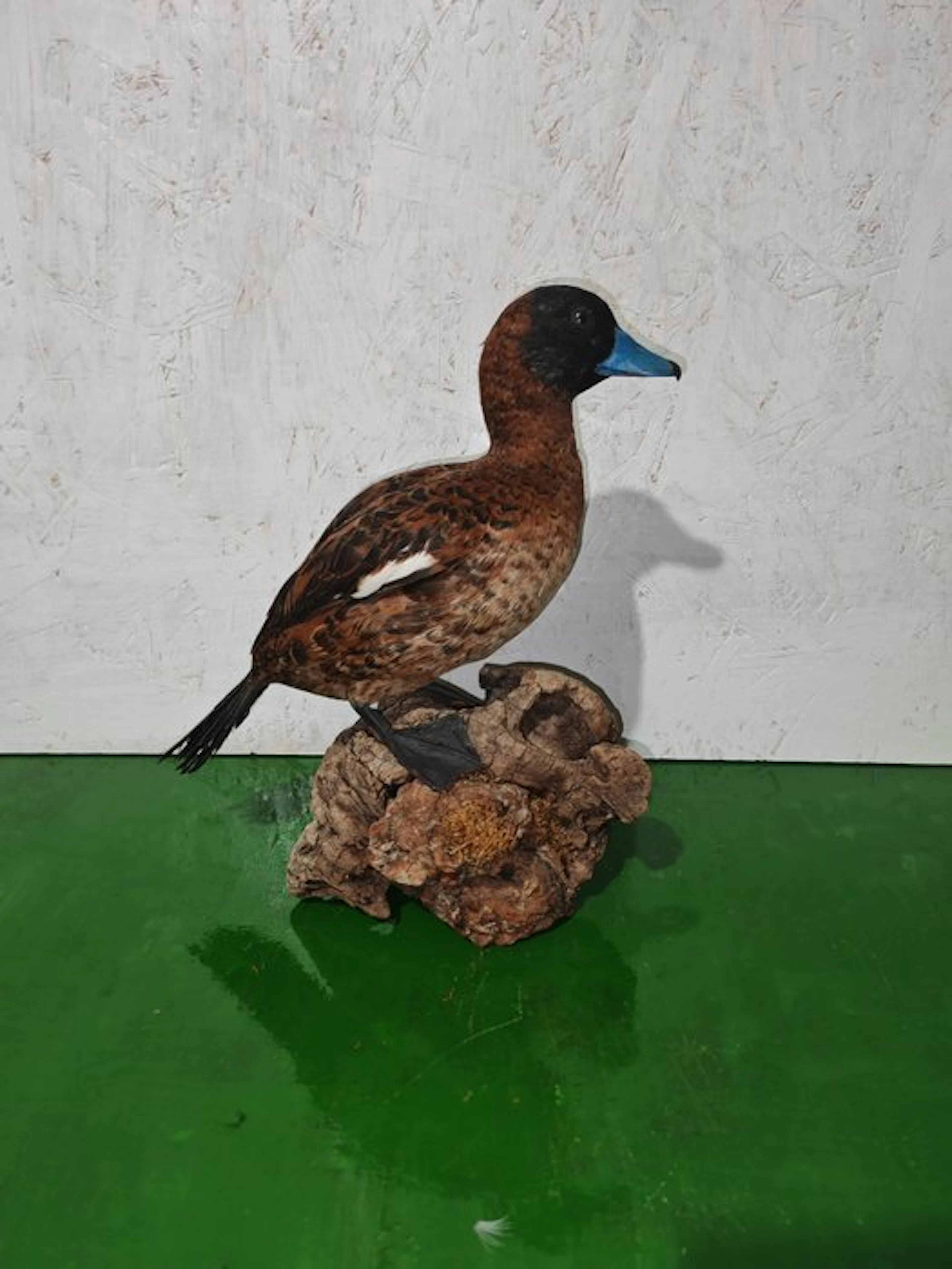 Masked hunchback Taxidermy full body mount - Nomonyx...