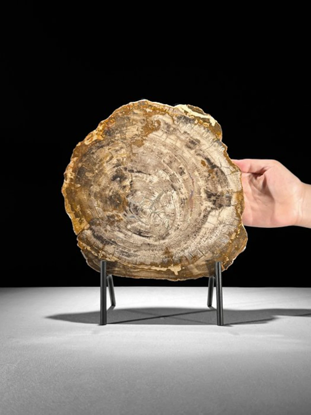 Beautiful Slice of Petrified Wood on a custom stand...