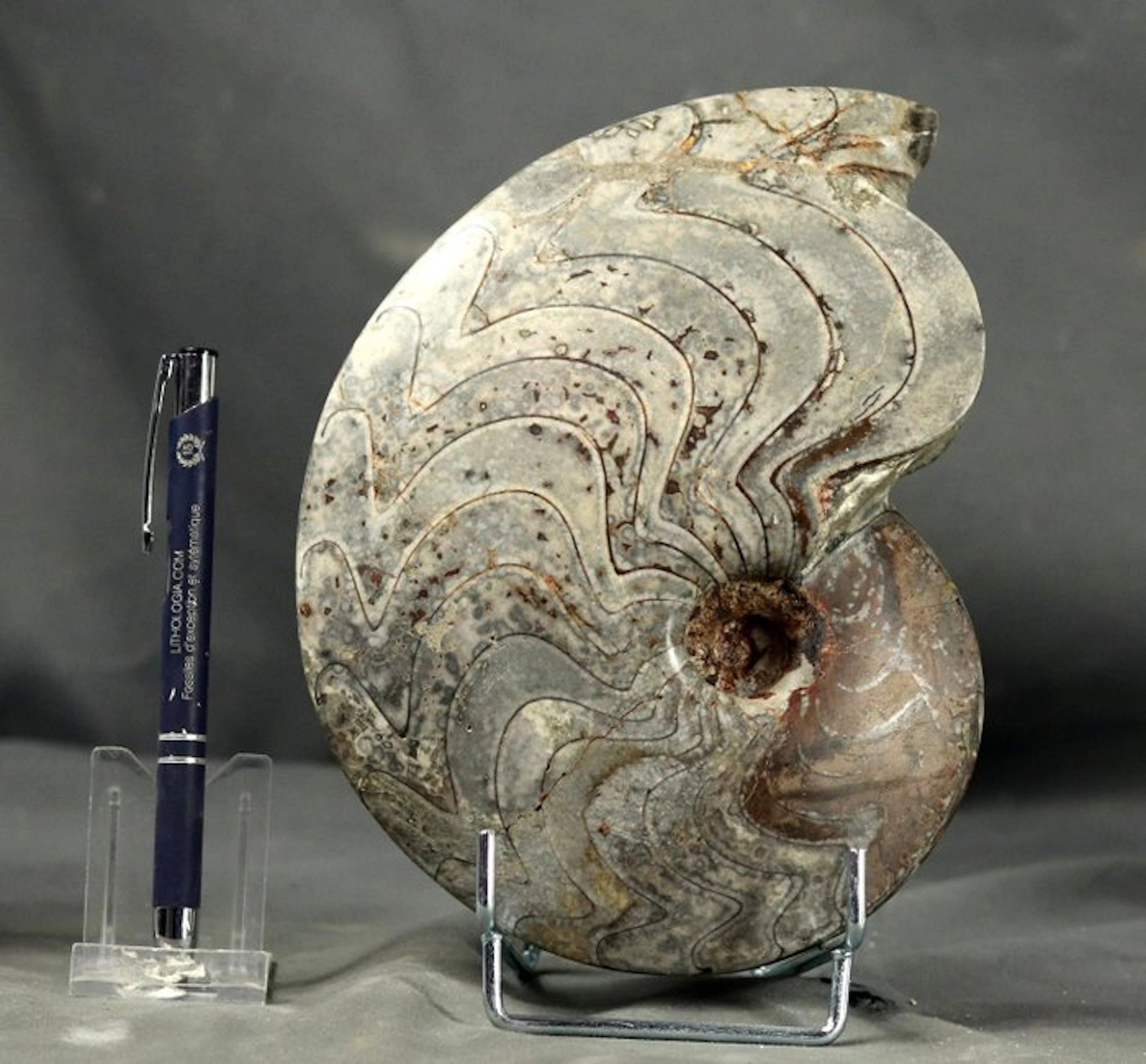 Ammonite - Fossilised animal - Carinoceras galeatum - 20 cm