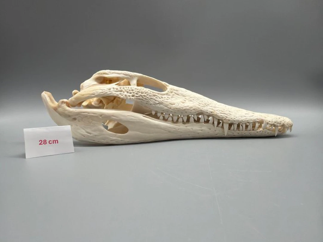 Nile Crocodile Skull - Crocodylus niloticus - 7 cm - 11...