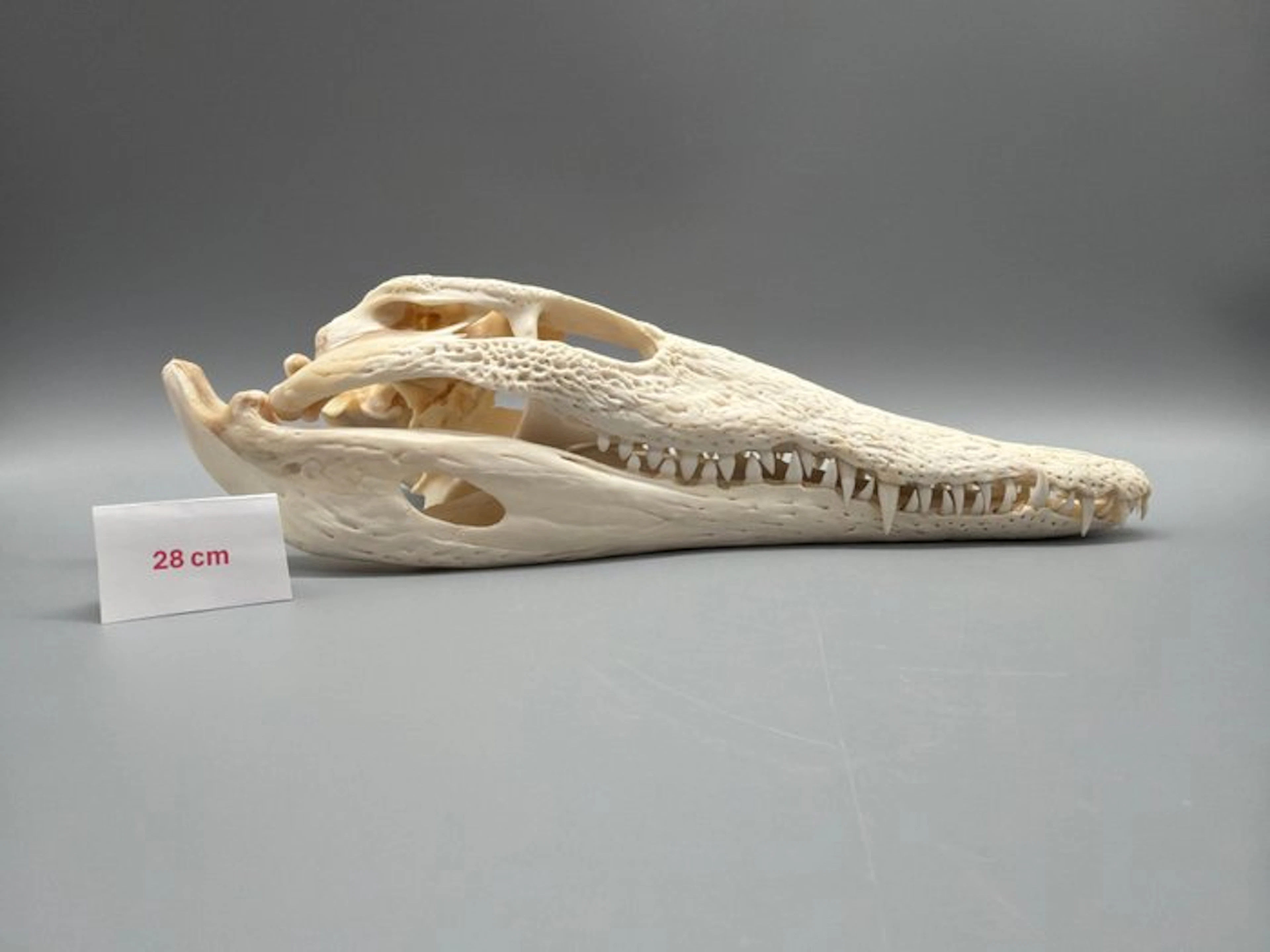 Nile Crocodile Skull - Crocodylus niloticus - 7 cm - 11...